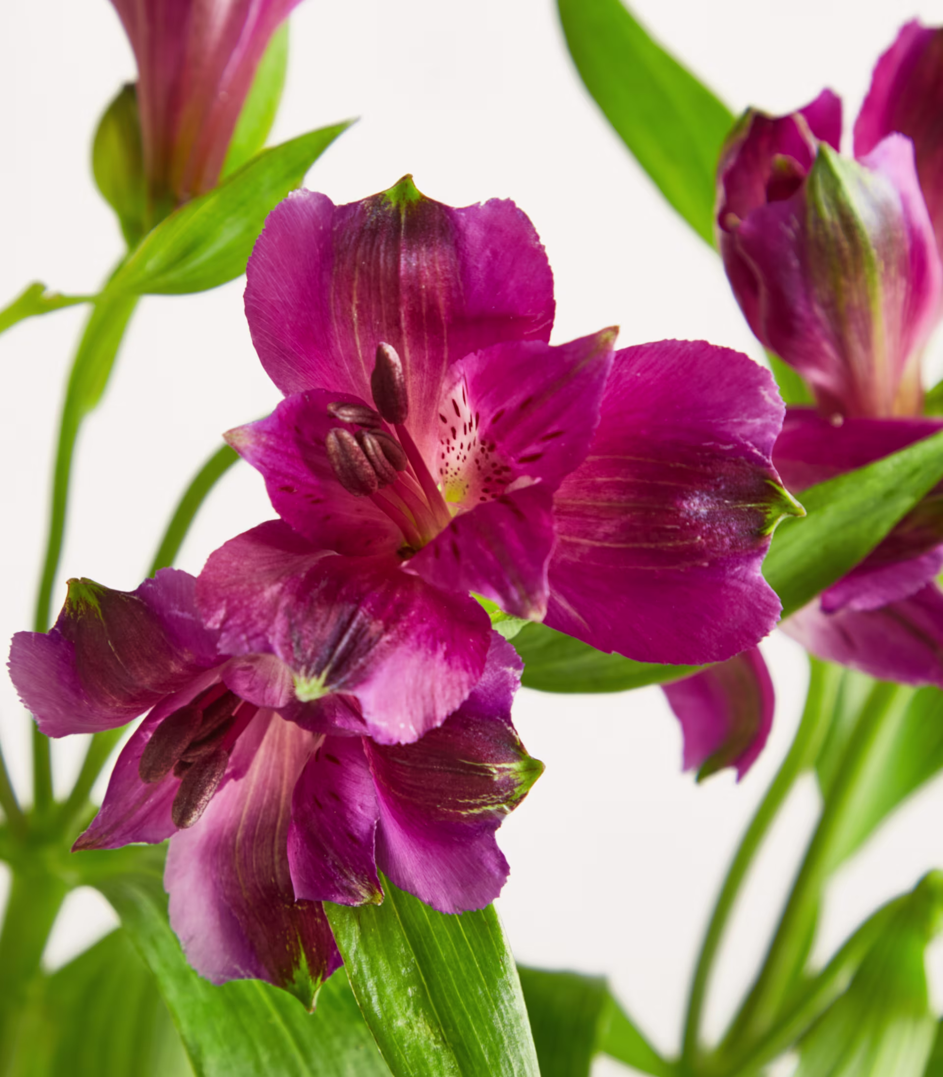 Ein Strauß leuchtend violetter Blumen mit grünen Blättern steht vor einem schlichten weißen Hintergrund. (Beschreibungstext KI-generiert)