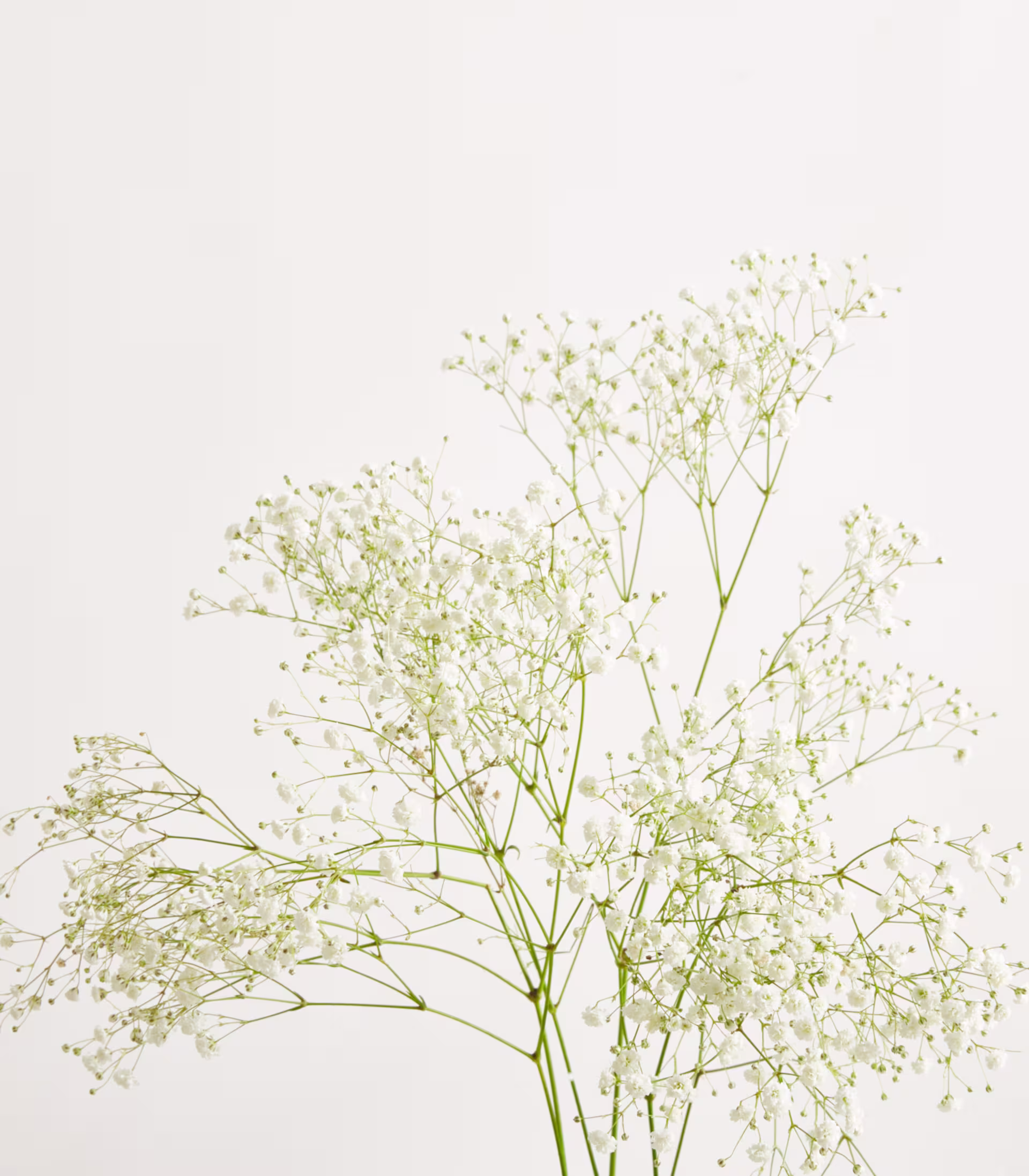 Ein zarter Strauß weißer Schleierkrautblüten, arrangiert in einer wirbelnden, spiralförmigen Vase vor einem schlichten weißen Hintergrund. (Beschreibungstext KI-generiert)