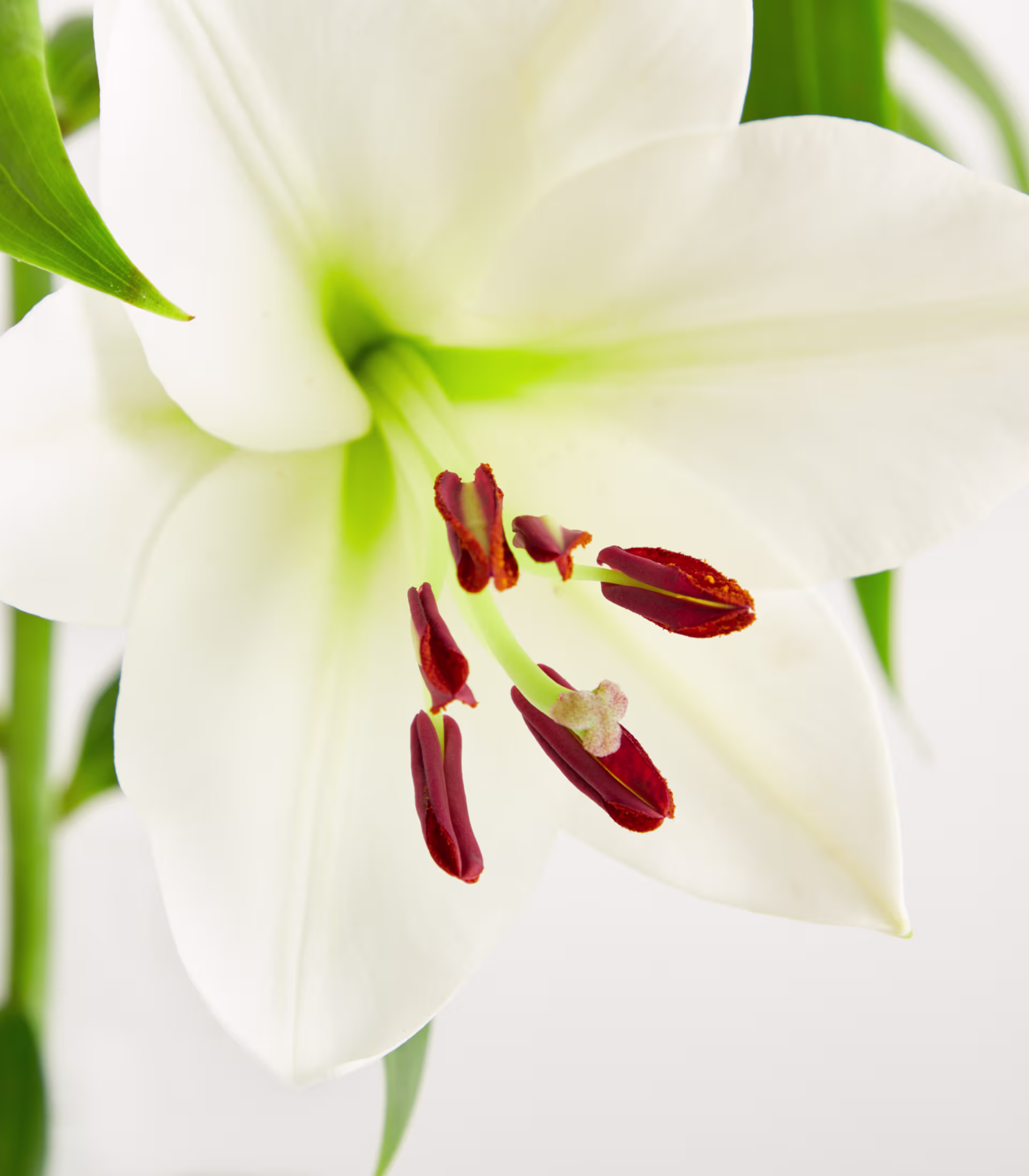 Nahaufnahme einer wunderschönen weißen Lilienblüte mit leuchtend roten Staubgefäßen und grünen Blättern vor verschwommenem Hintergrund. (Beschreibungstext KI-generiert)