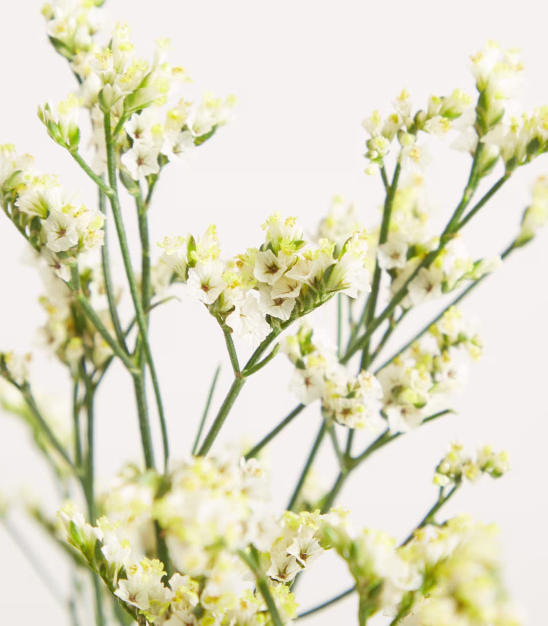 Eine klare Glasvase mit einem Strauß zarter weißer Blumen vor einem schlichten weißen Hintergrund. (Beschreibungstext KI-generiert)