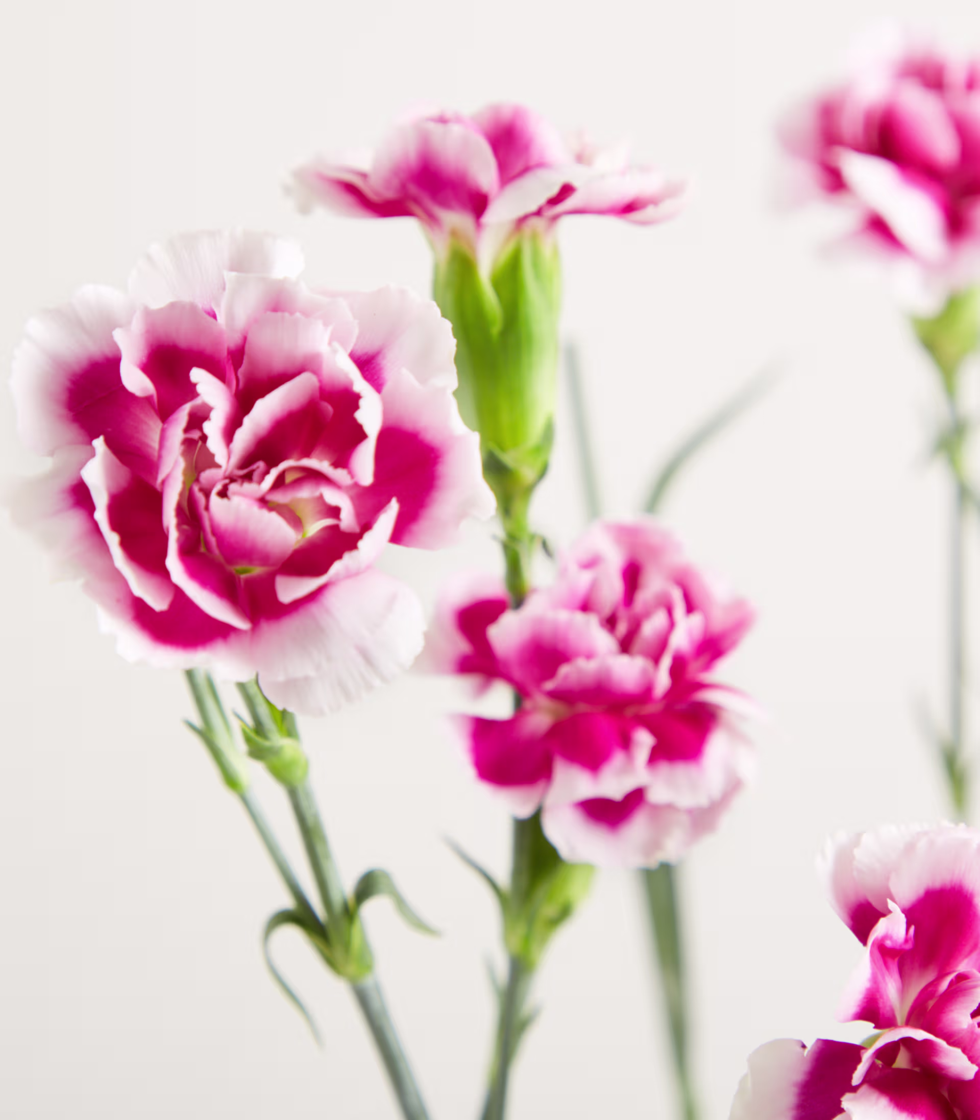 Vor einem schlichten, hellen Hintergrund steht ein Strauß zarter, rosa Nelkenblüten, deren Stiele und Blätter sichtbar sind. (Beschreibungstext KI-generiert)