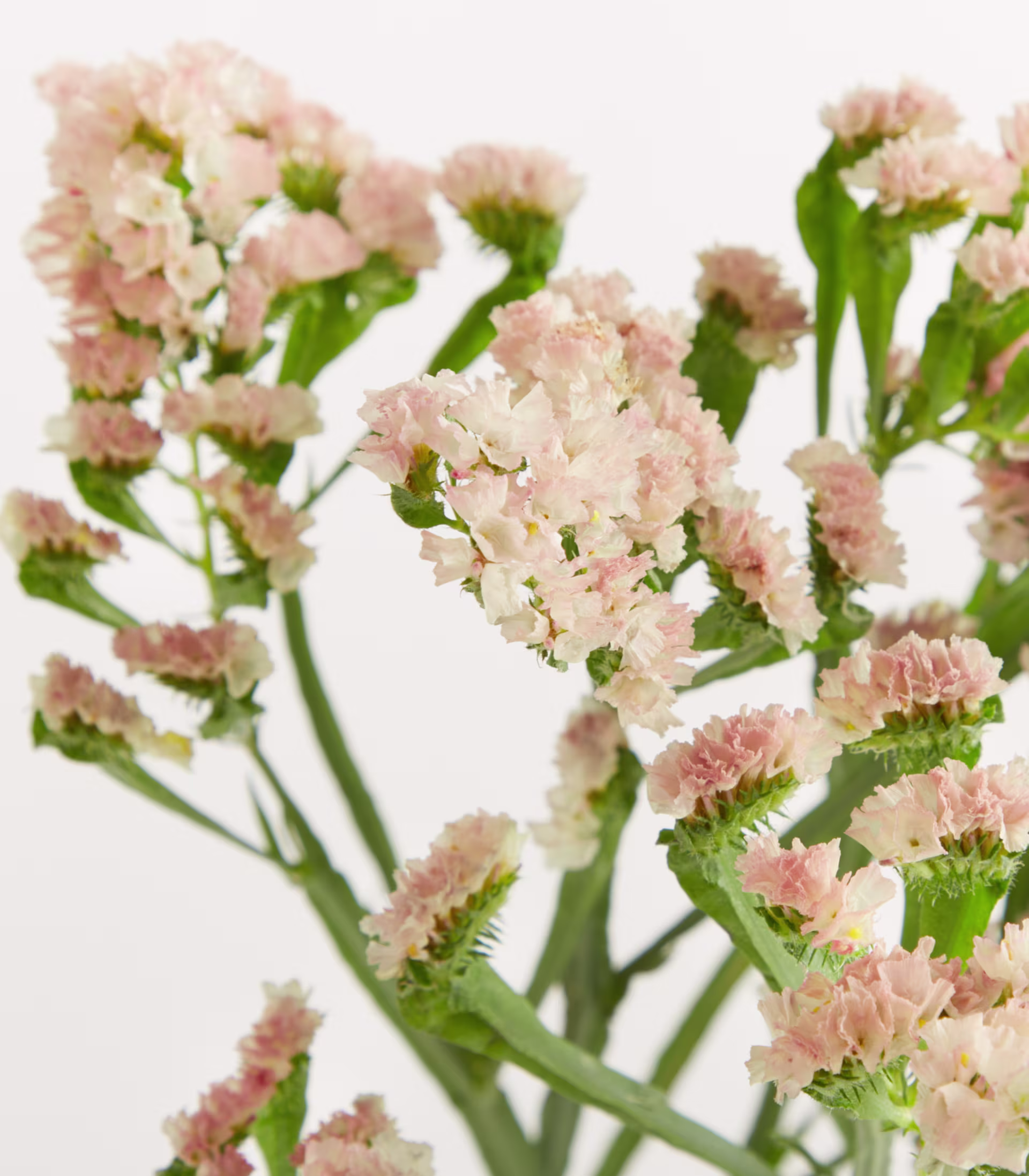 Eine durchsichtige Glasvase, gefüllt mit zarten rosa und weißen Blüten, steht auf einem schlichten weißen Hintergrund. (Beschreibungstext KI-generiert)