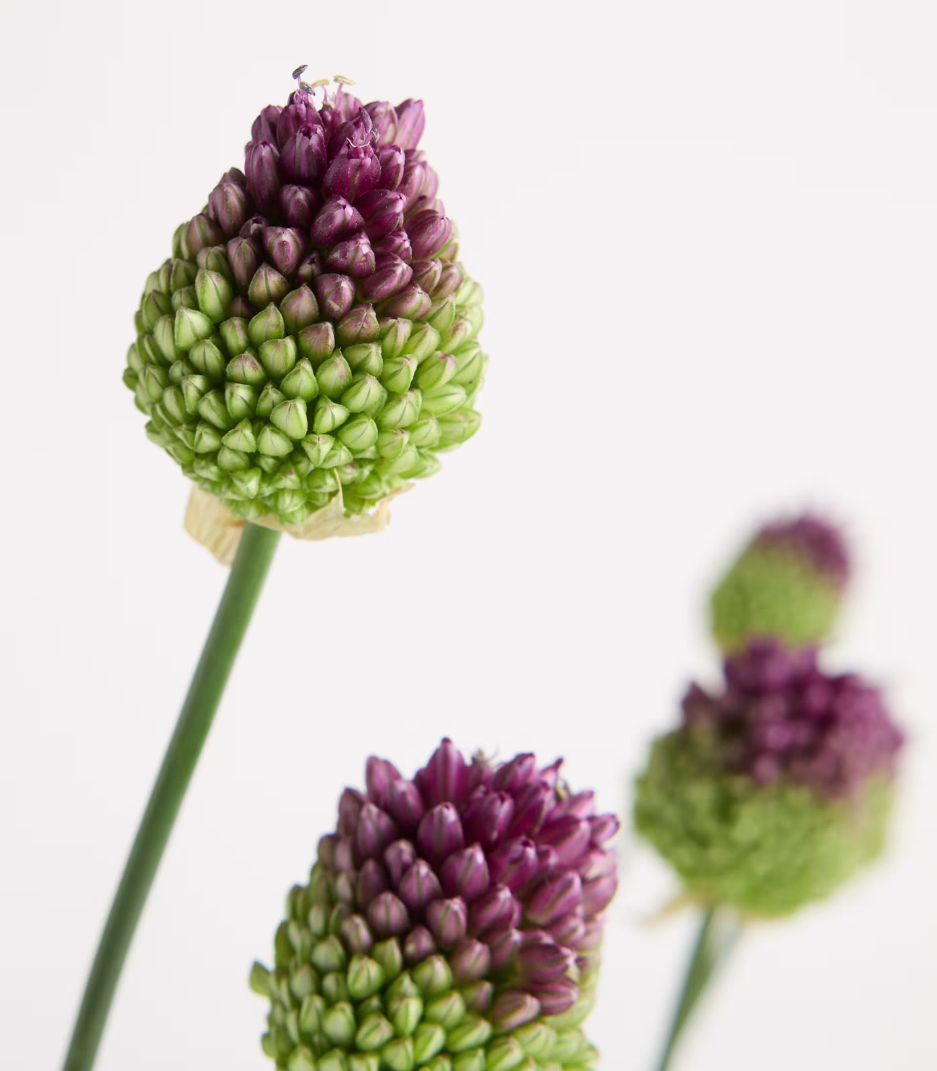 Eine durchsichtige Glasvase, gefüllt mit schlanken grünen Stängeln, die mit violett-grünen, artischockenähnlichen Blüten gekrönt sind, steht auf einer weißen Fläche vor einem schlichten weißen Hintergrund. (Beschreibungstext KI-generiert)