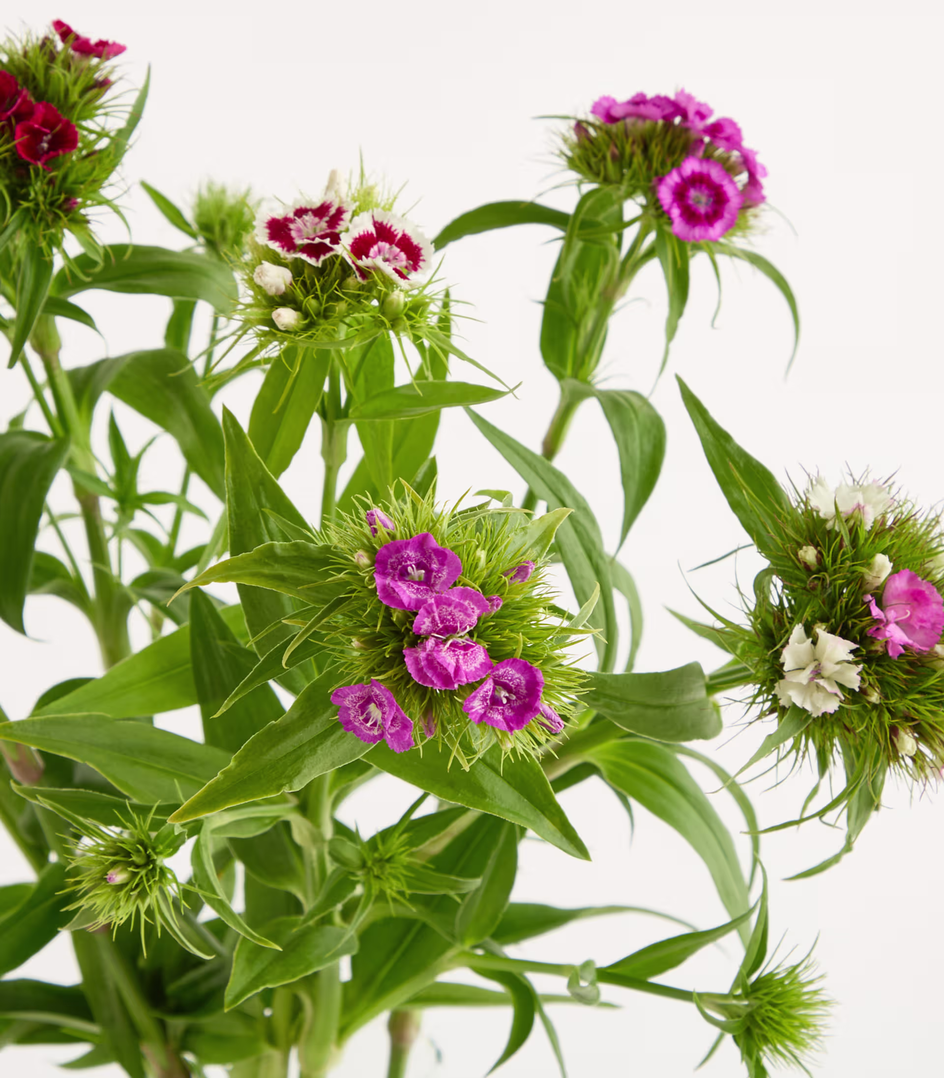 Das Bild zeigt eine lebhafte Darstellung verschiedener farbenfroher Blumen, darunter rote und rosa Blüten, umgeben von üppigem grünem Laub vor einem schlichten weißen Hintergrund. (Beschreibungstext KI-generiert)