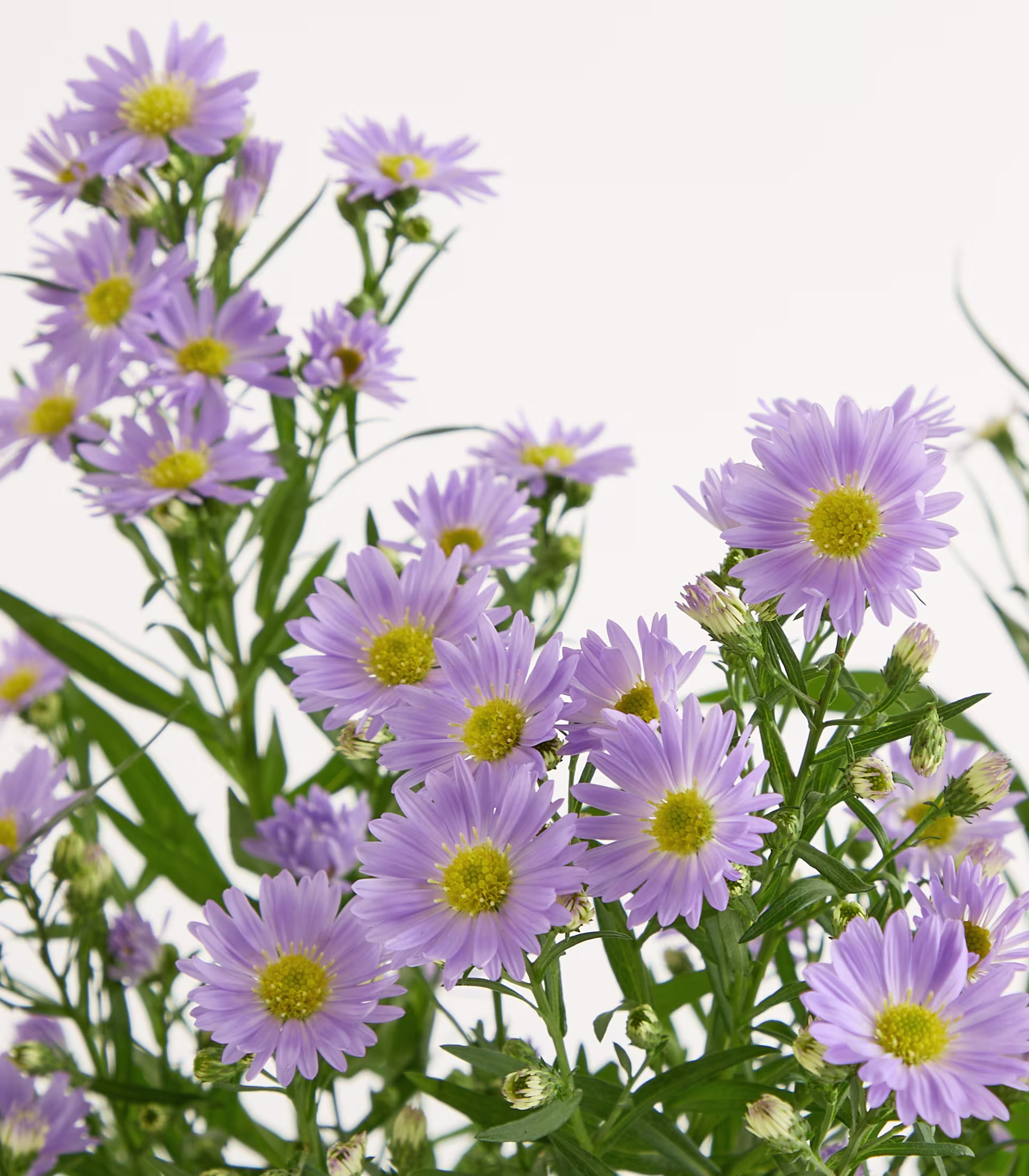 Leuchtend violette und gelbe, gänseblümchenartige Blüten mit grünem Laub füllen das Bild vor einem schlichten weißen Hintergrund. (Beschreibungstext KI-generiert)