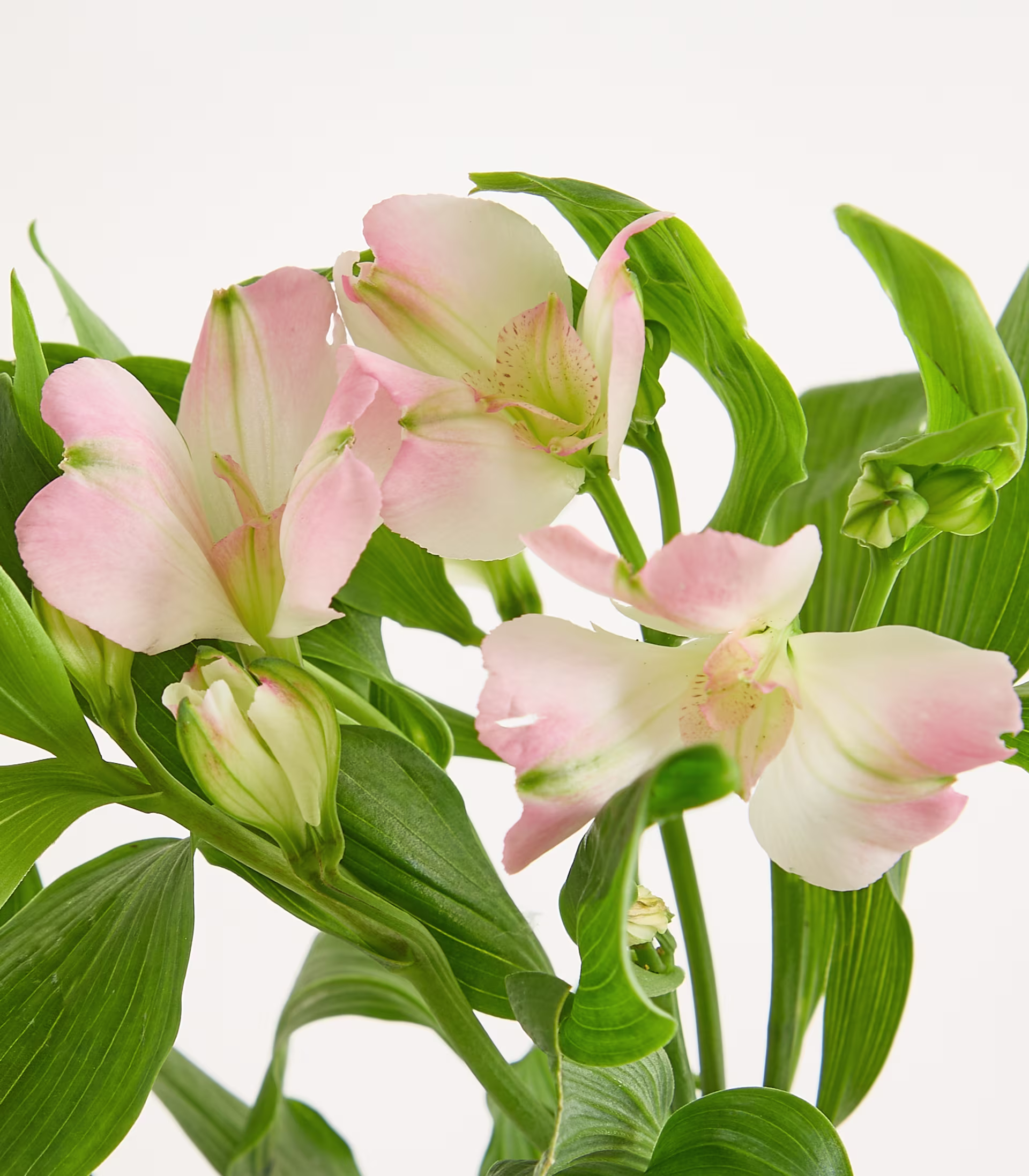 Ein Strauß zarter rosa Blüten mit grünen Blättern steht in einer transparenten Glasvase vor einem schlichten weißen Hintergrund. (Beschreibungstext KI-generiert)