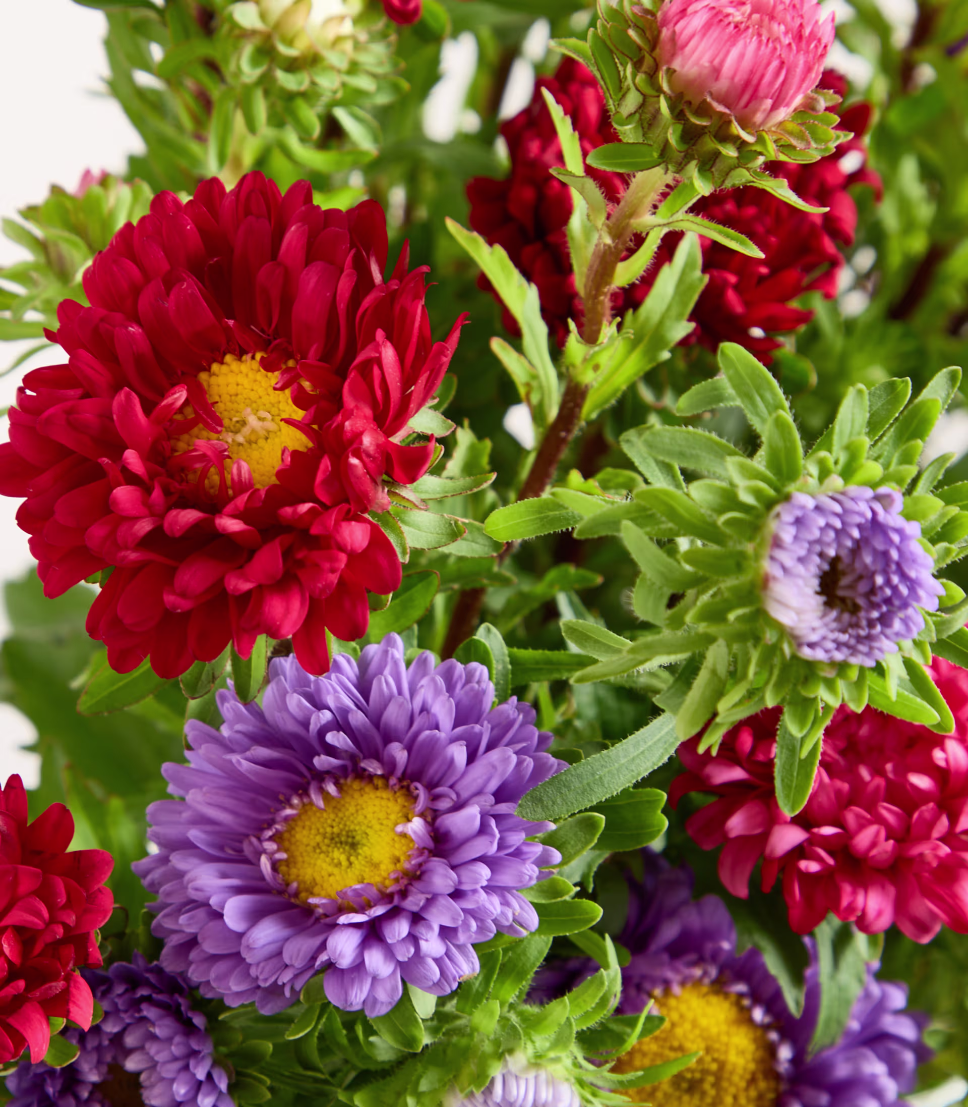 Ein leuchtender Strauß roter und violetter Chrysanthemen vor einem verschwommenen grünen Laubhintergrund. (Beschreibungstext KI-generiert)