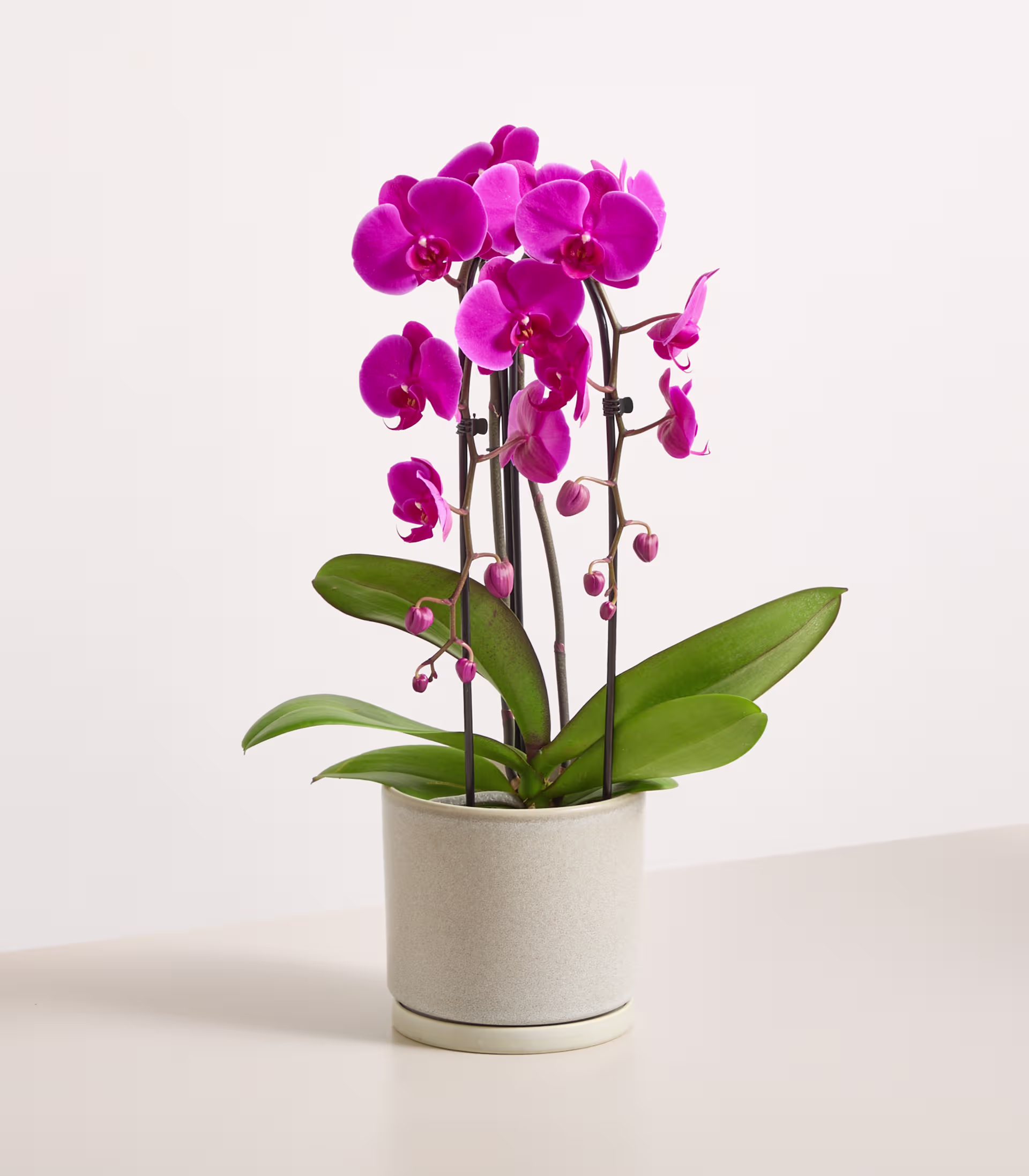 Eine leuchtend pinkfarbene Orchidee mit zahlreichen Blüten steht in einem weißen Keramiktopf vor einem schlichten, hellen Hintergrund. (Beschreibungstext KI-generiert)