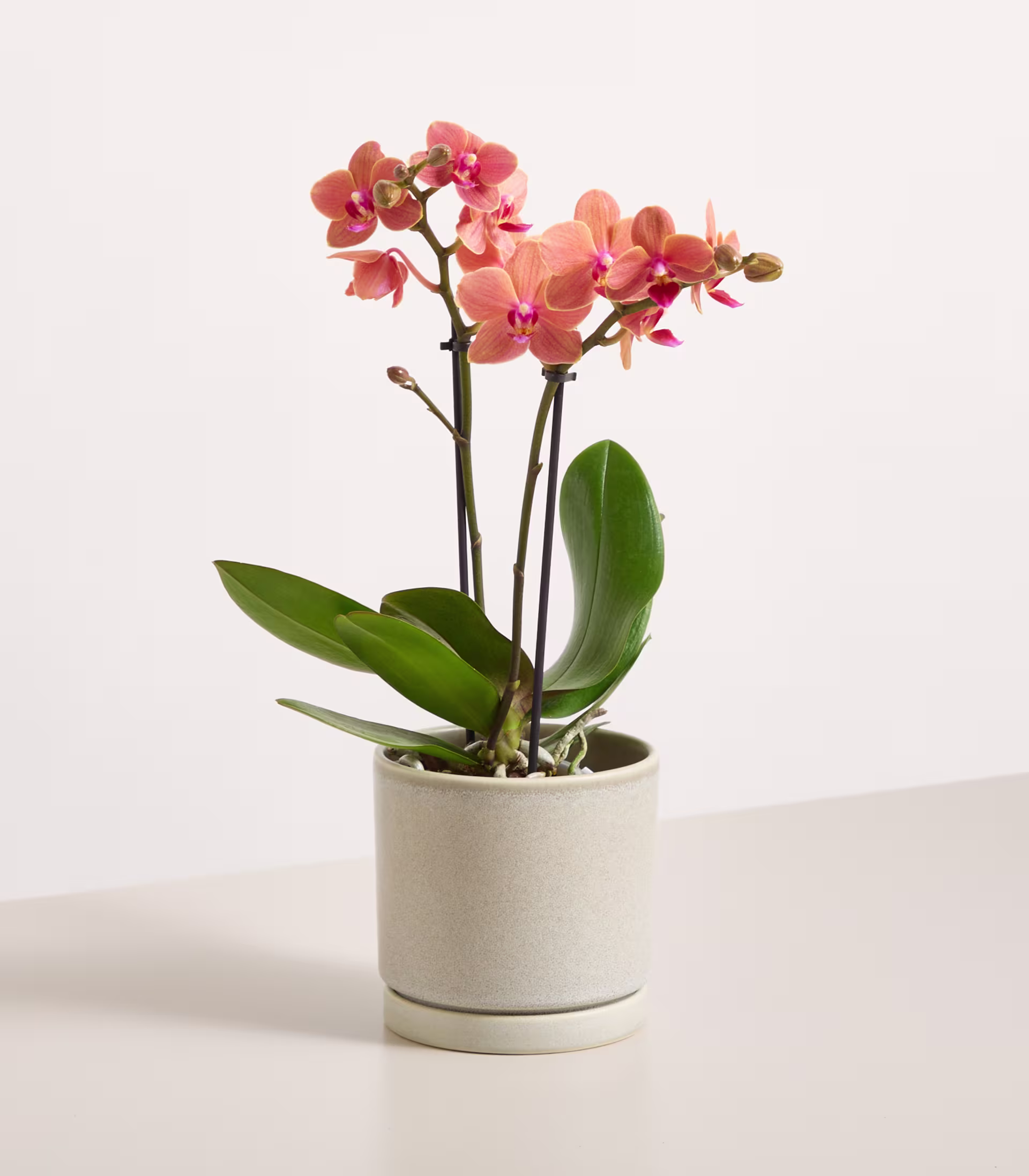Eine Orchidee im Topf mit leuchtend pinkfarbenen Blüten und grünen Blättern steht auf einem schlichten weißen Hintergrund. (Beschreibungstext KI-generiert)