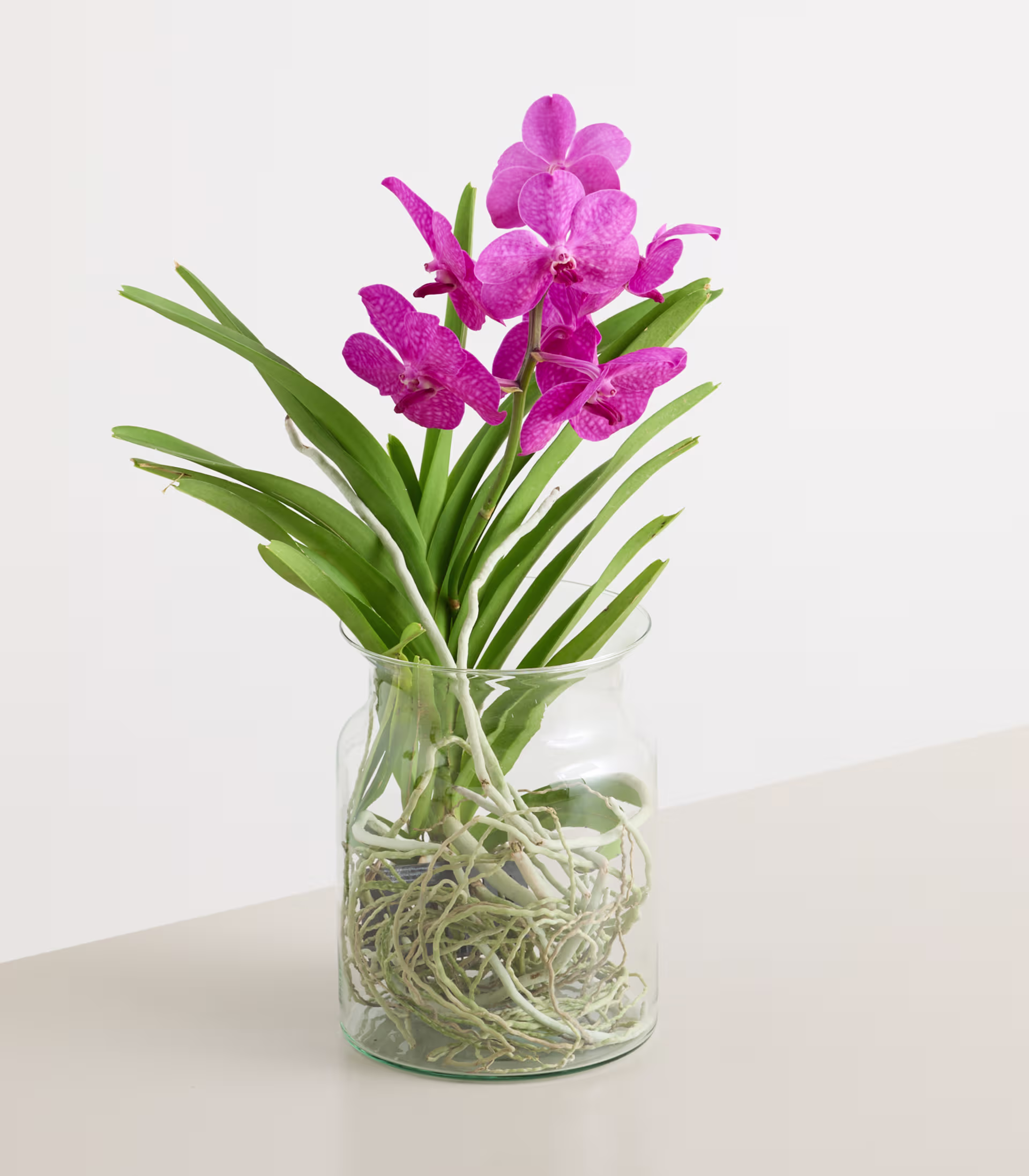 Ein Strauß leuchtend pinkfarbener Orchideen steht in einer Glasvase, umgeben von üppigen grünen Blättern und Stängeln vor einem schlichten weißen Hintergrund. (Beschreibungstext KI-generiert)