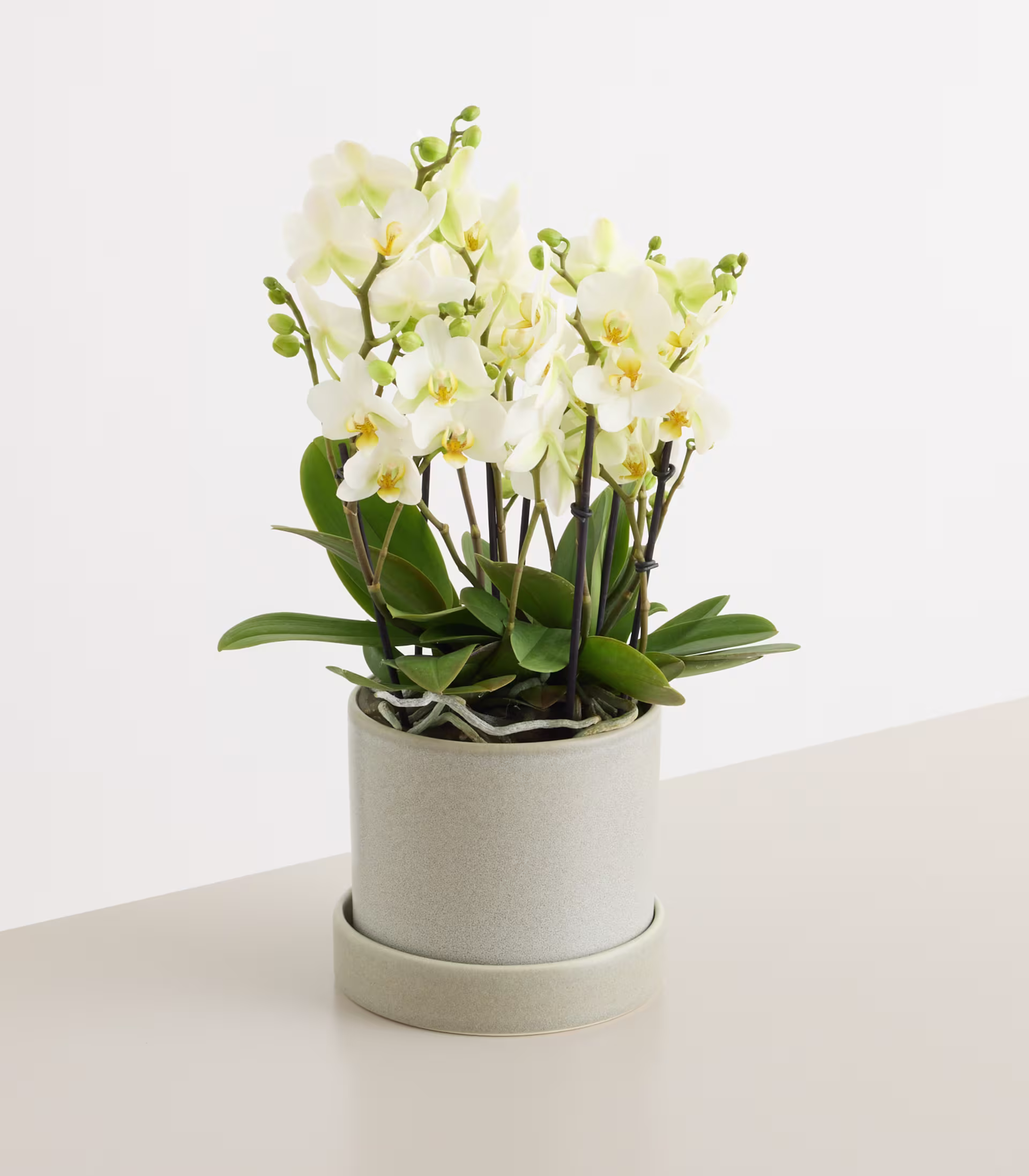 Eine Orchidee im Topf mit zarten weißen Blüten und grünen Blättern steht auf einer weißen Fläche vor einem schlichten weißen Hintergrund. (Beschreibungstext KI-generiert)