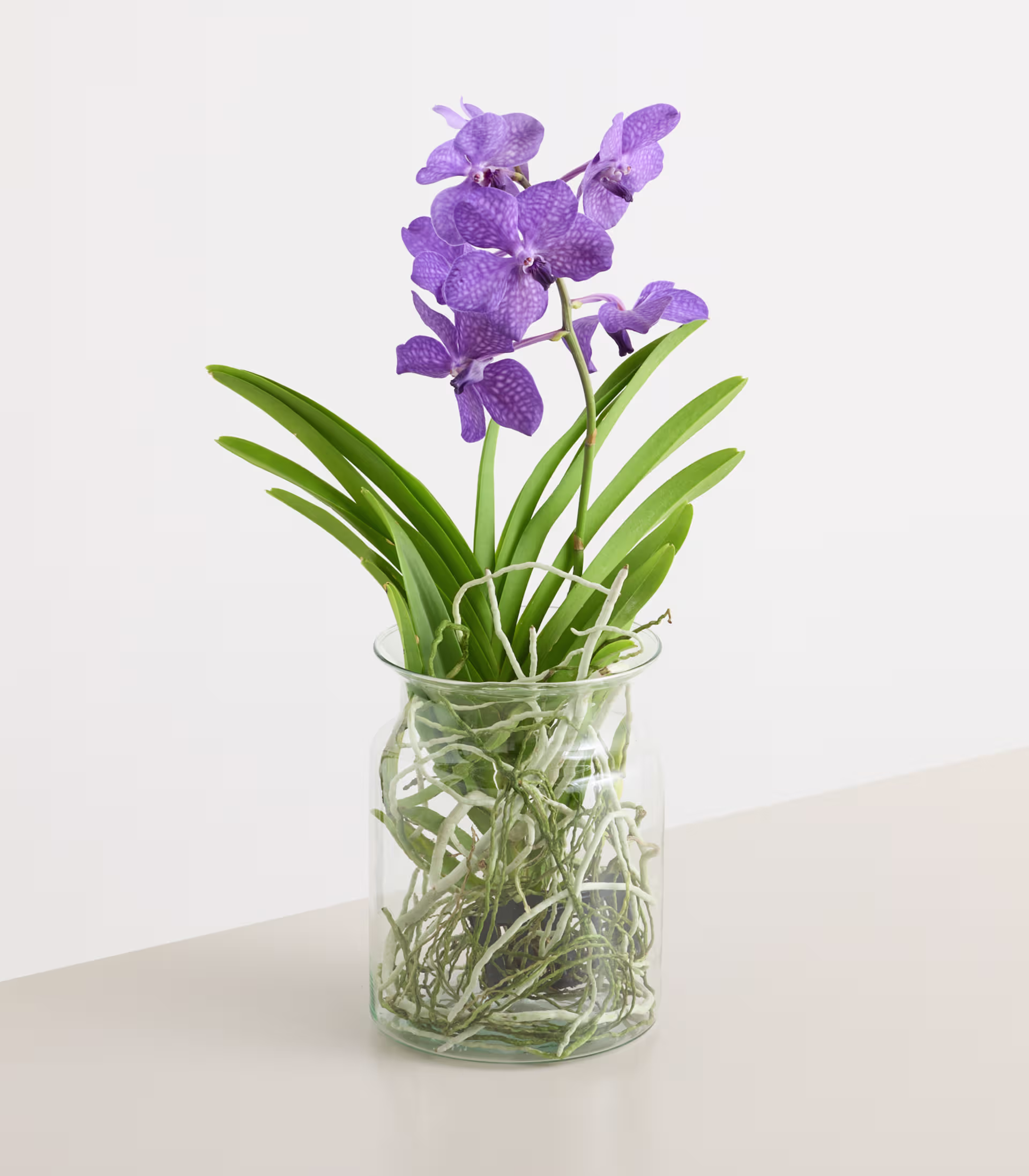 Eine Glasvase mit einem leuchtenden Strauß violetter Orchideenblüten vor schlichtem weißen Hintergrund. (Beschreibungstext KI-generiert)