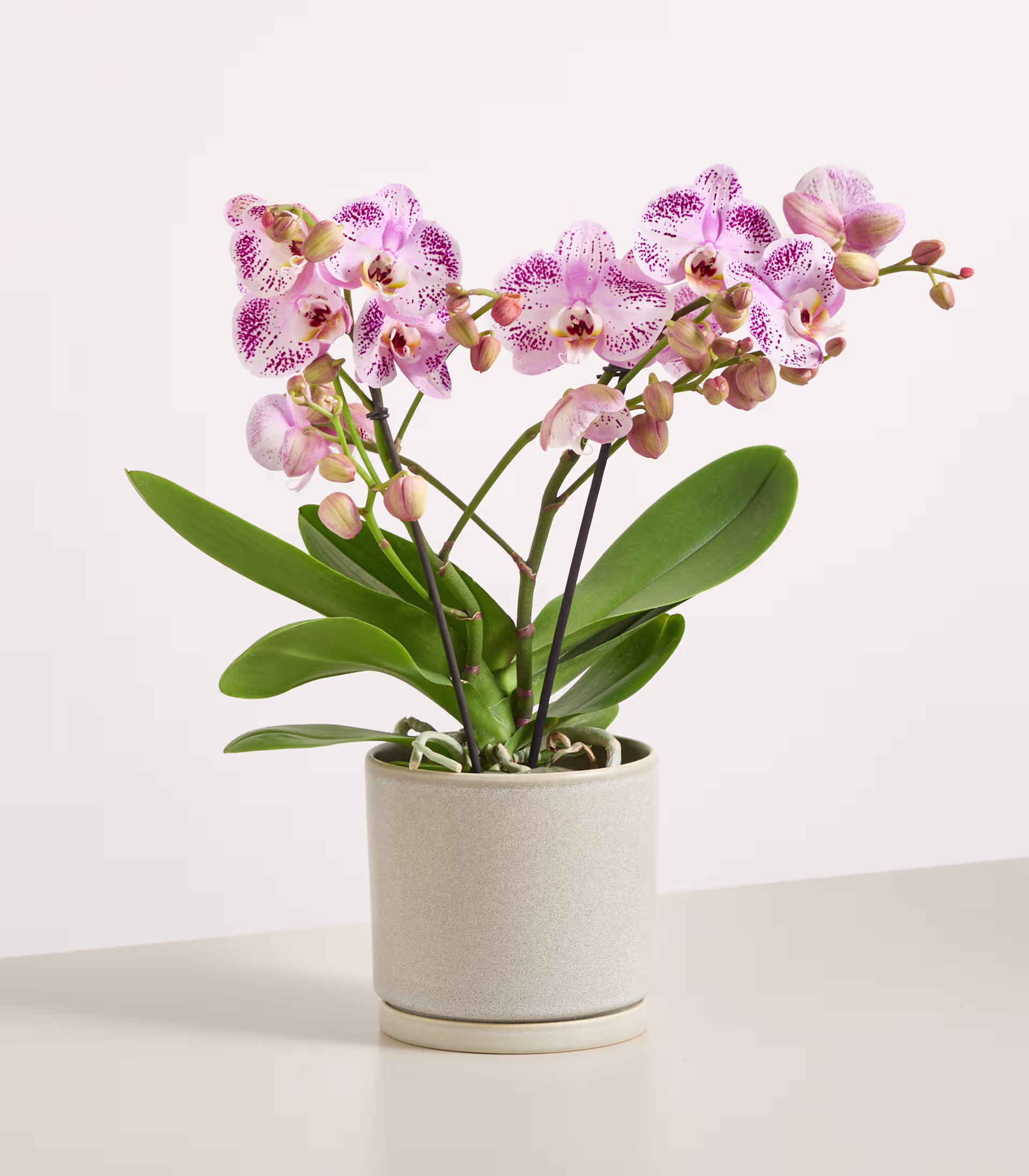 Ein leuchtender Strauß zarter rosa und violetter Orchideenblüten steht in einem schlichten weißen Keramiktopf vor einem reinweißen Hintergrund. (Beschreibungstext KI-generiert)