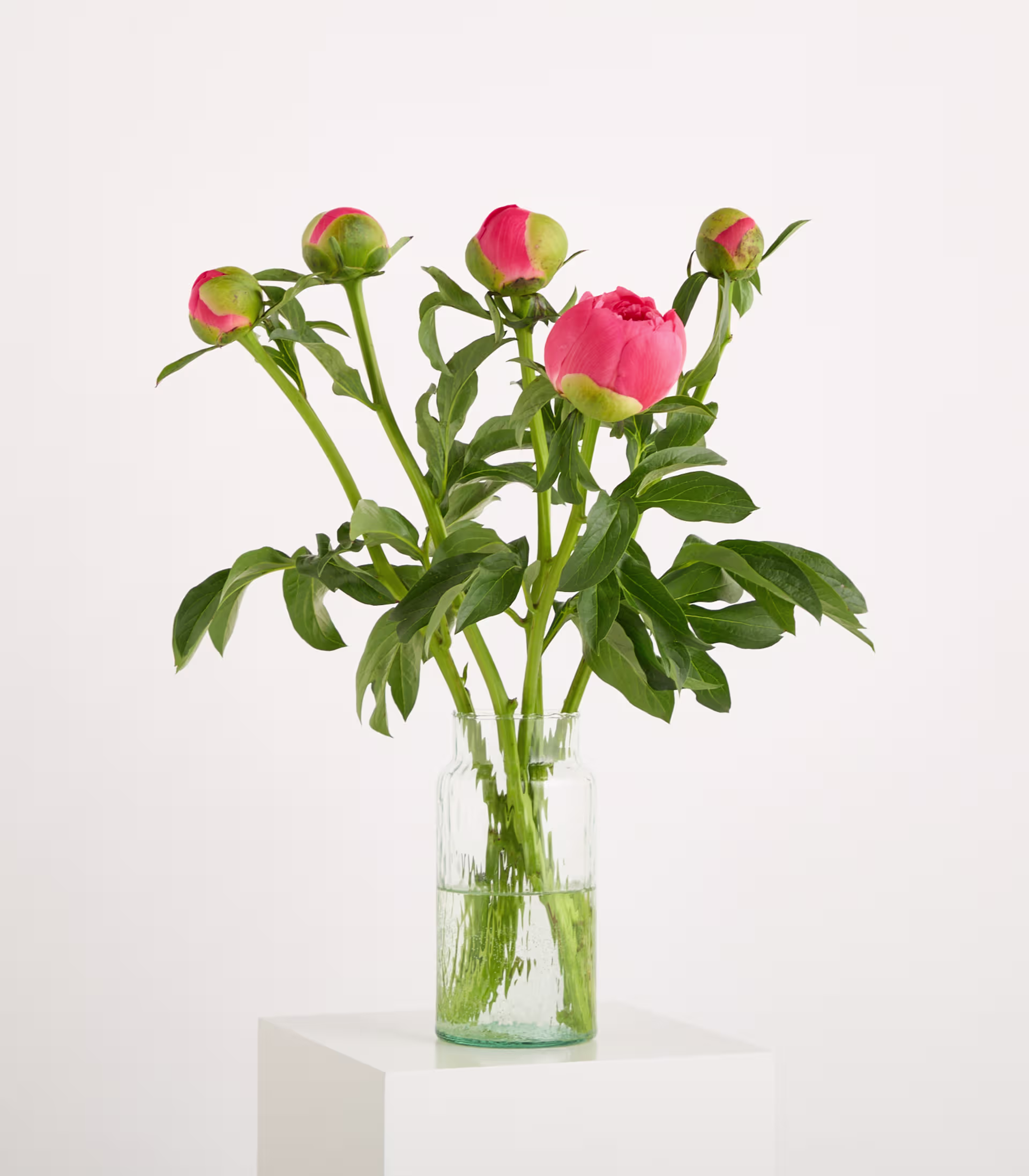 Ein Strauß rosa Pfingstrosenknospen in einer durchsichtigen Glasvase steht auf einem weißen Sockel vor einem schlichten weißen Hintergrund. (Beschreibungstext KI-generiert)