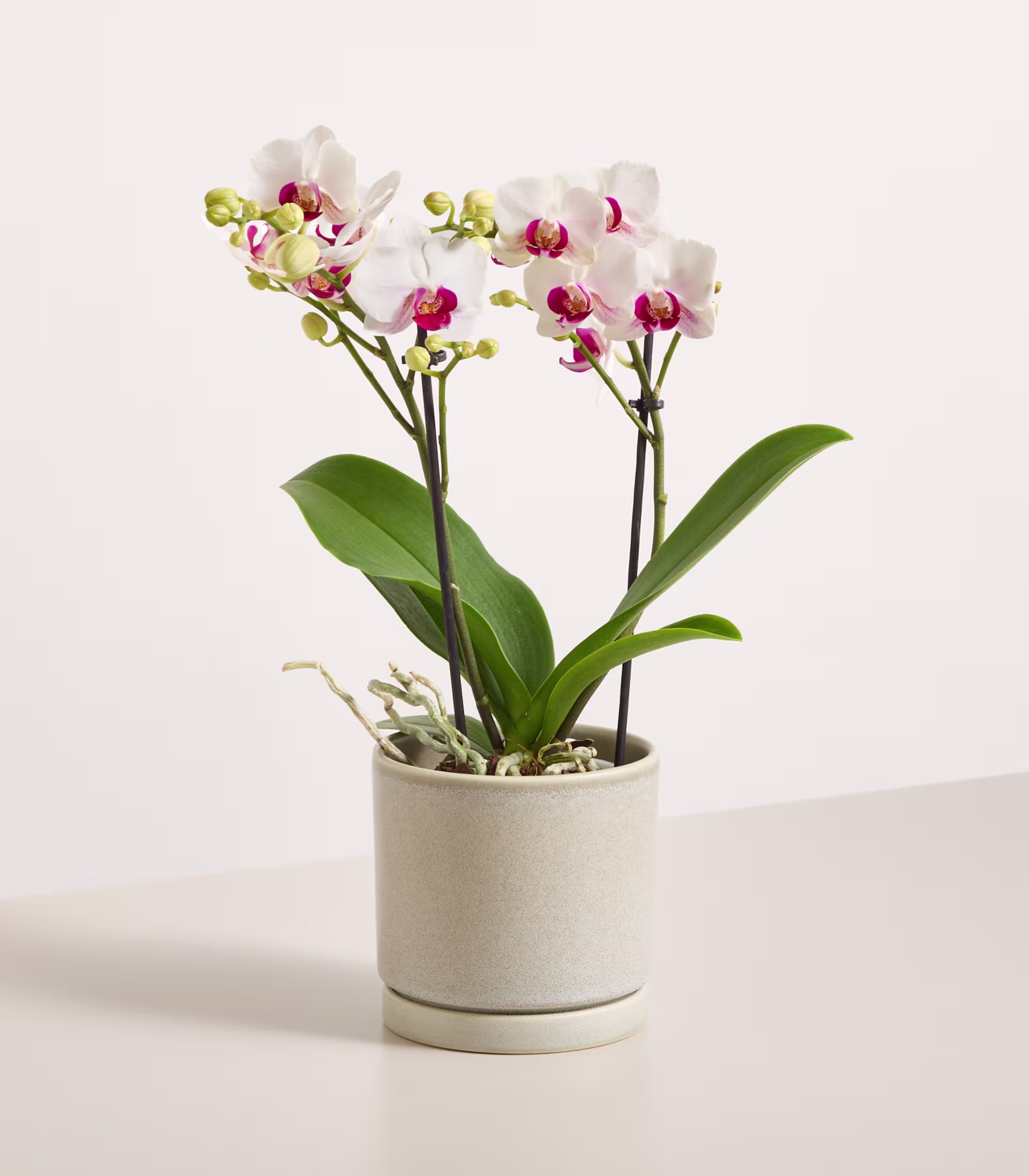 Eine Orchidee im Topf mit zarten weißen und rosa Blüten steht auf einer weißen Fläche vor einem schlichten weißen Hintergrund. (Beschreibungstext KI-generiert)