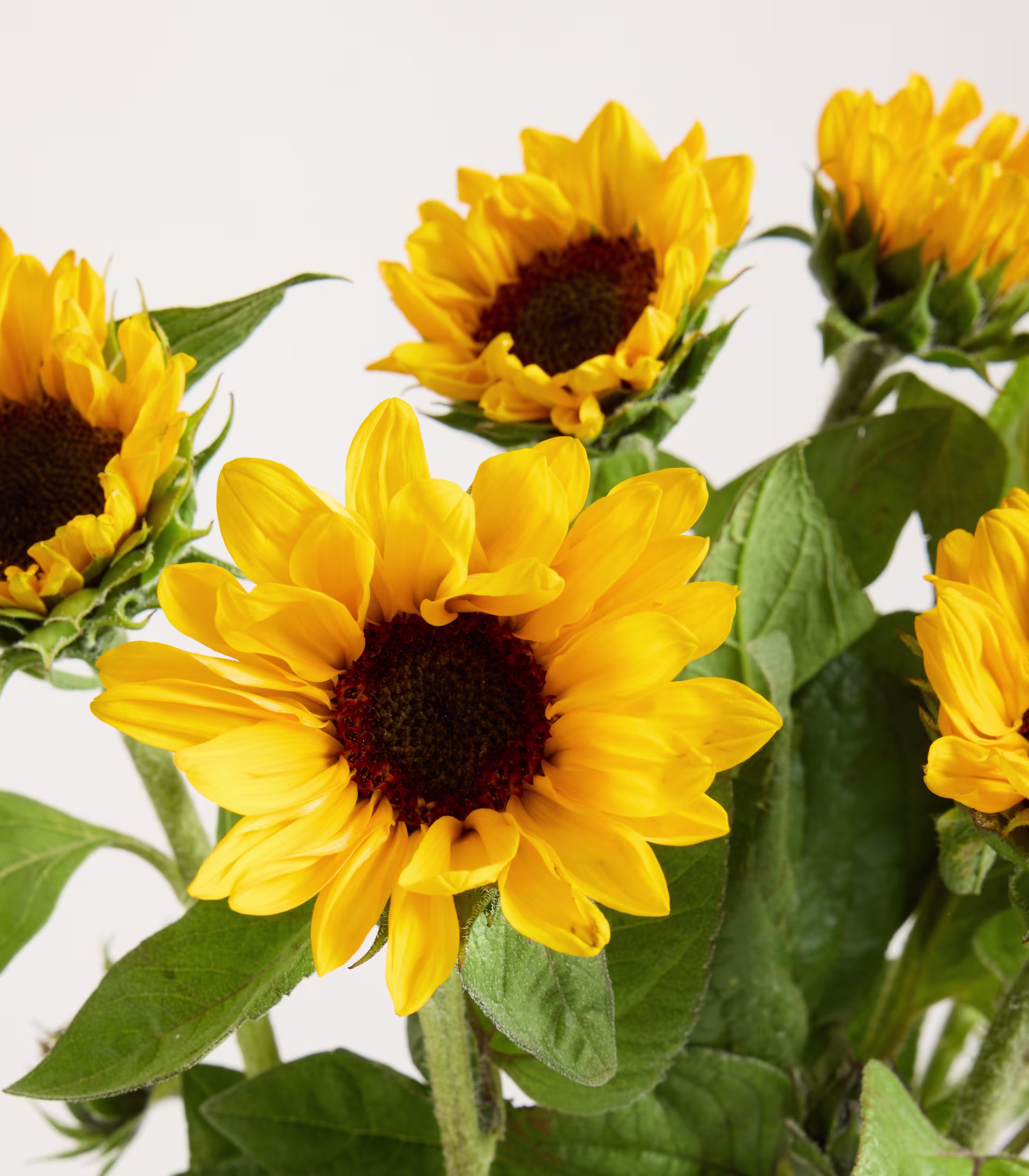 Leuchtend gelbe Sonnenblumen mit üppig grünen Blättern füllen das Bild und schaffen vor einem schlichten Hintergrund eine fröhliche und natürliche Komposition. (Beschreibungstext KI-generiert)