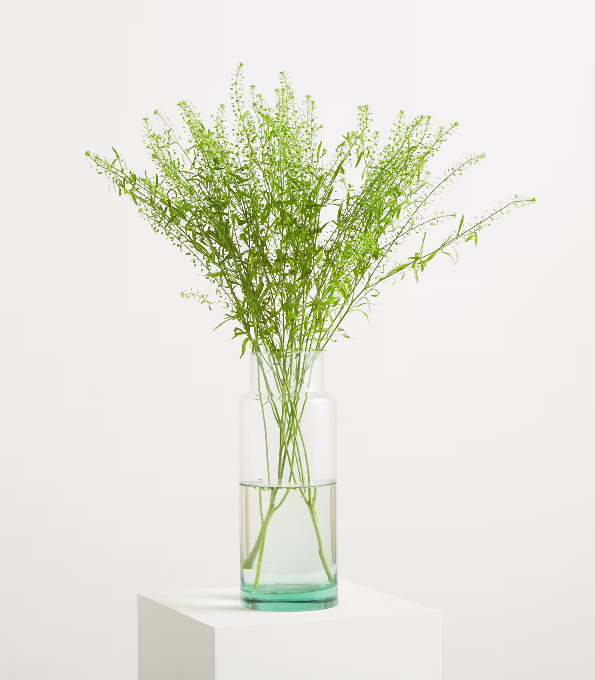 Ein zarter Strauß grüner Wildblumen in einer durchsichtigen Glasvase steht auf einem weißen Sockel vor einem schlichten weißen Hintergrund. (Beschreibungstext KI-generiert)