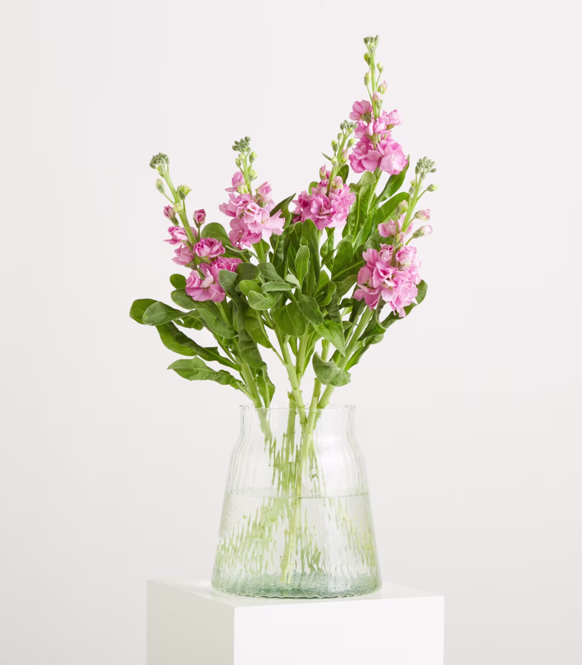 Ein Strauß rosa Levkojen in einer strukturierten Glasvase steht auf einem weißen Sockel vor einem schlichten weißen Hintergrund. (Beschreibungstext KI-generiert)
