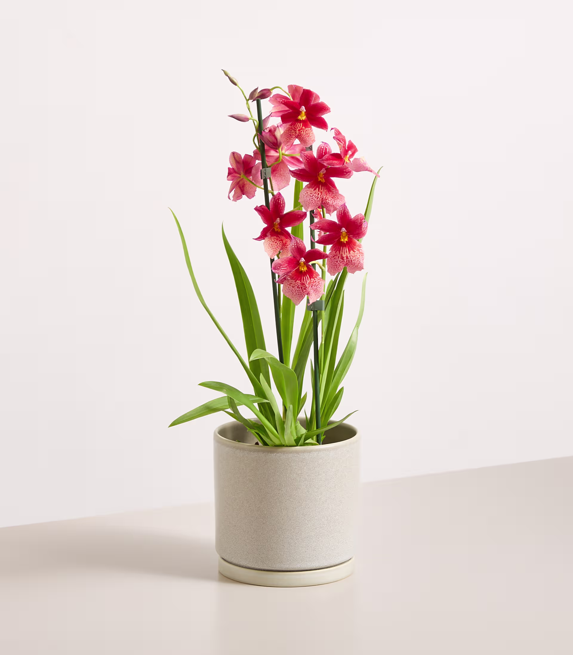 Eine Orchidee im Topf mit zartrosa Blüten steht auf einer hellen Oberfläche vor einem schlichten weißen Hintergrund. (Beschreibungstext KI-generiert)