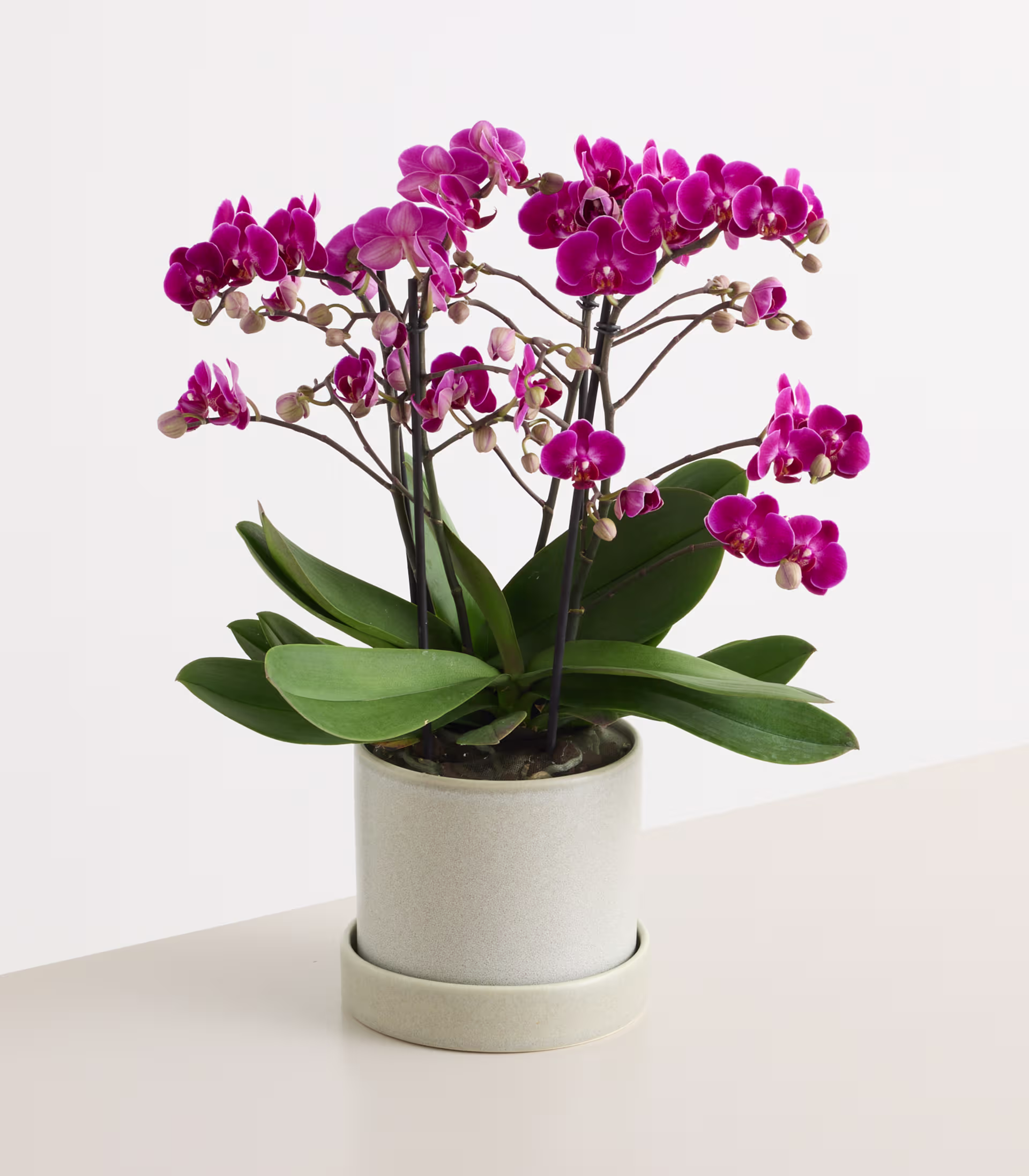 Eine Orchidee im Topf mit leuchtend pinkfarbenen Blüten steht auf einem Unterteller vor einem schlichten weißen Hintergrund. (Beschreibungstext KI-generiert)