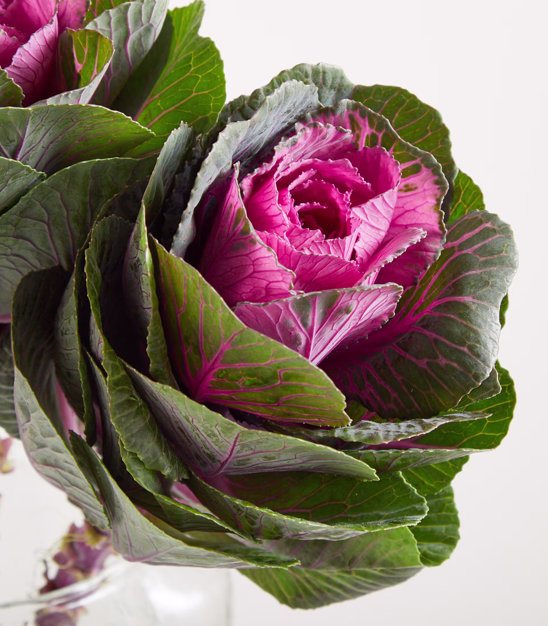 Ein Strauß leuchtend pinkfarbener Rosen, eingebettet zwischen üppigen grünen Blättern, präsentiert in einer durchsichtigen Glasvase vor einem schlichten weißen Hintergrund. (Beschreibungstext KI-generiert)