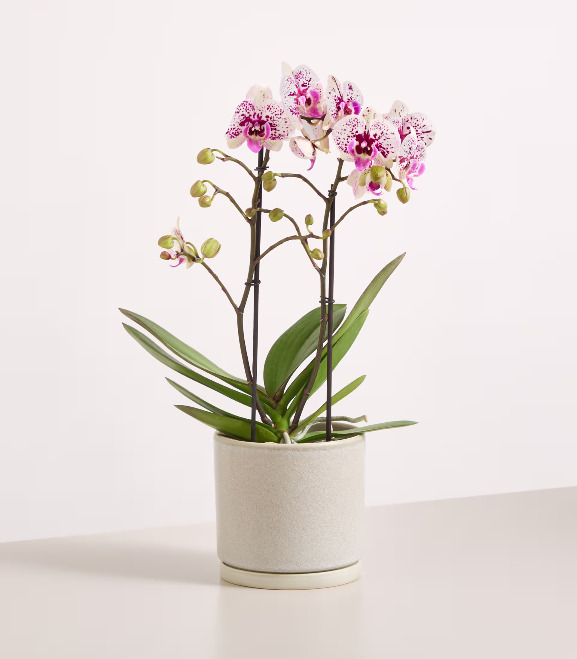 Eine rosa-weiße Orchidee in einem gesprenkelten weißen Topf steht auf einer hellen Oberfläche vor einem schlichten weißen Hintergrund. (Beschreibungstext KI-generiert)