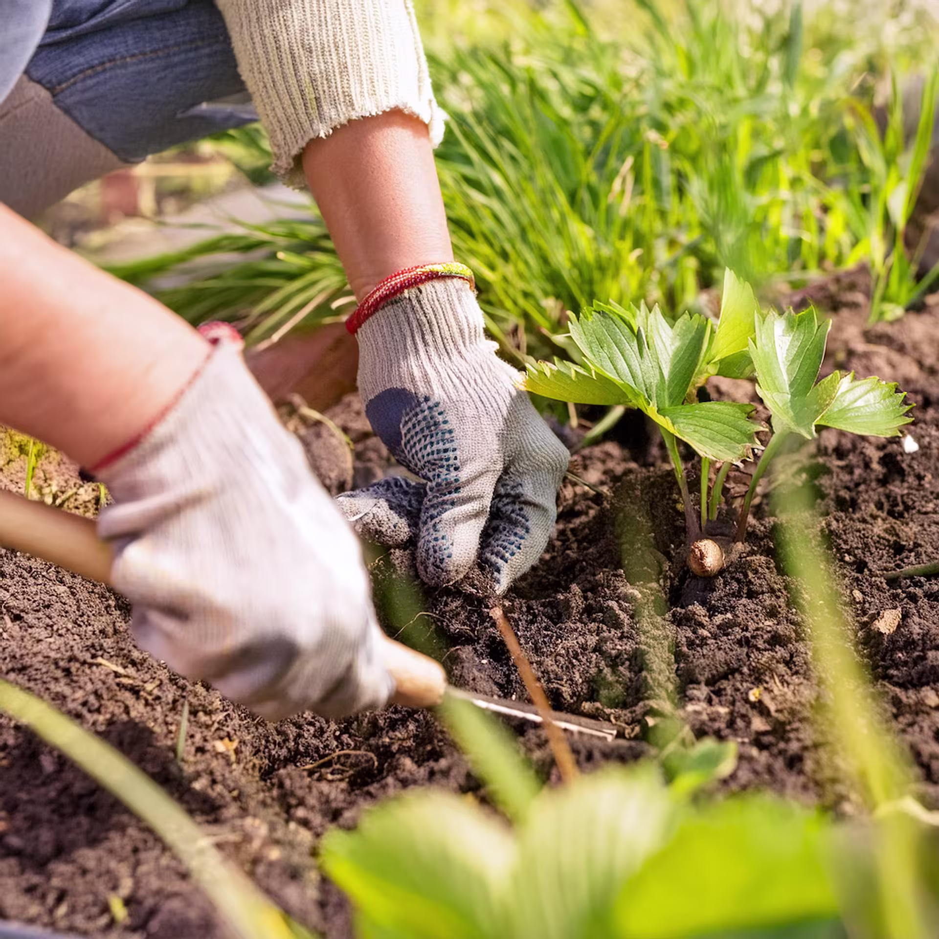Behandschuhte Hände kümmern sich sorgfältig um Pflanzen in einer üppigen, grünen Gartenumgebung. (Beschreibungstext KI-generiert)