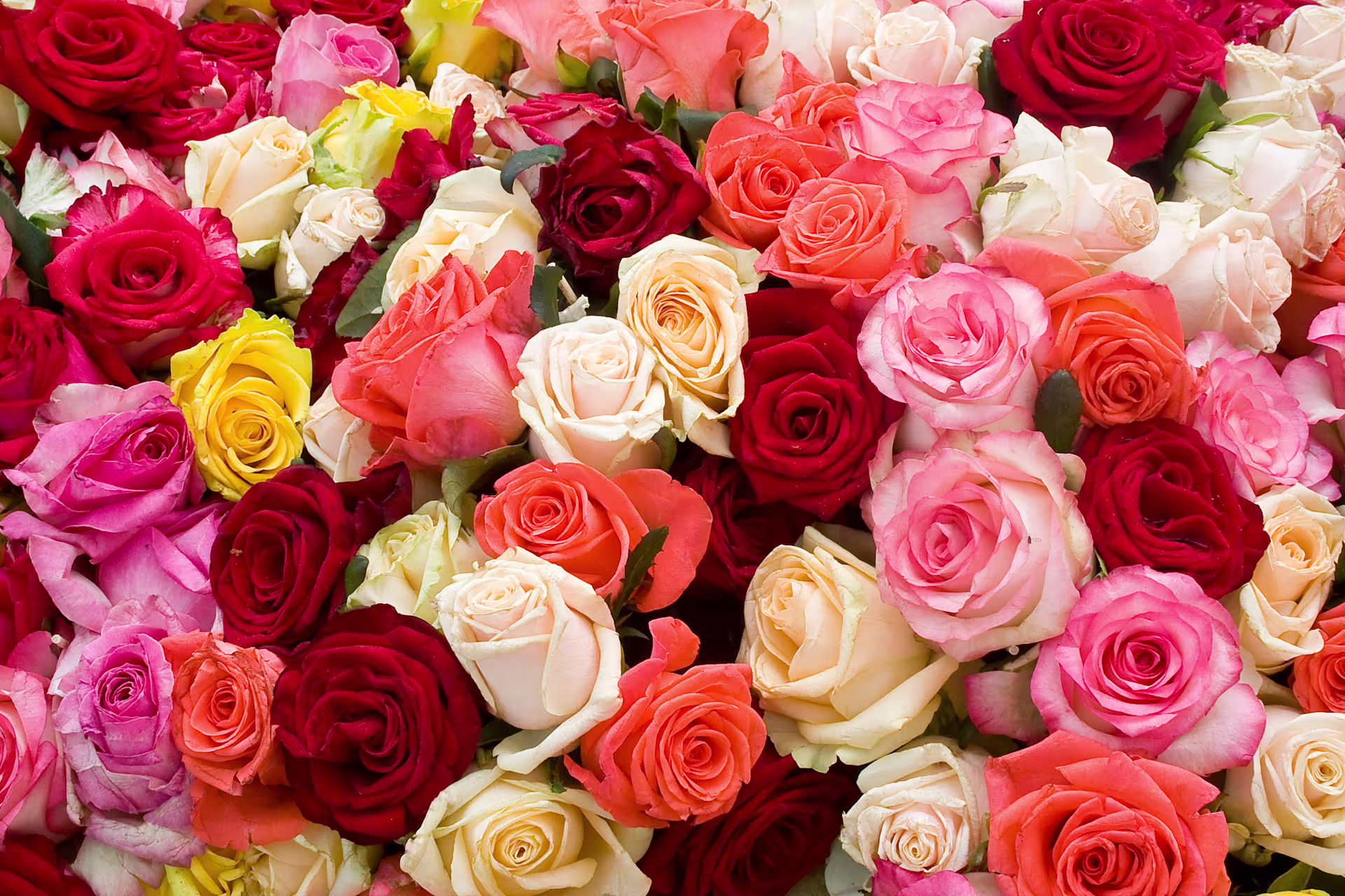 Rosen bestellen in verschiedenen Farben (Beschreibungstext KI-generiert)