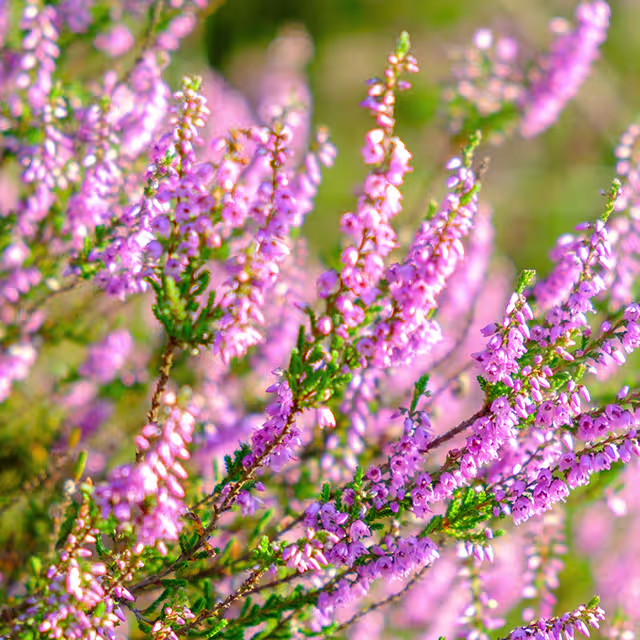Ein leuchtendes Feld zartrosa Heideblüten vor einem verschwommenen grünen Laubhintergrund, das eine ruhige und malerische Naturszene schafft. (Beschreibungstext KI-generiert)