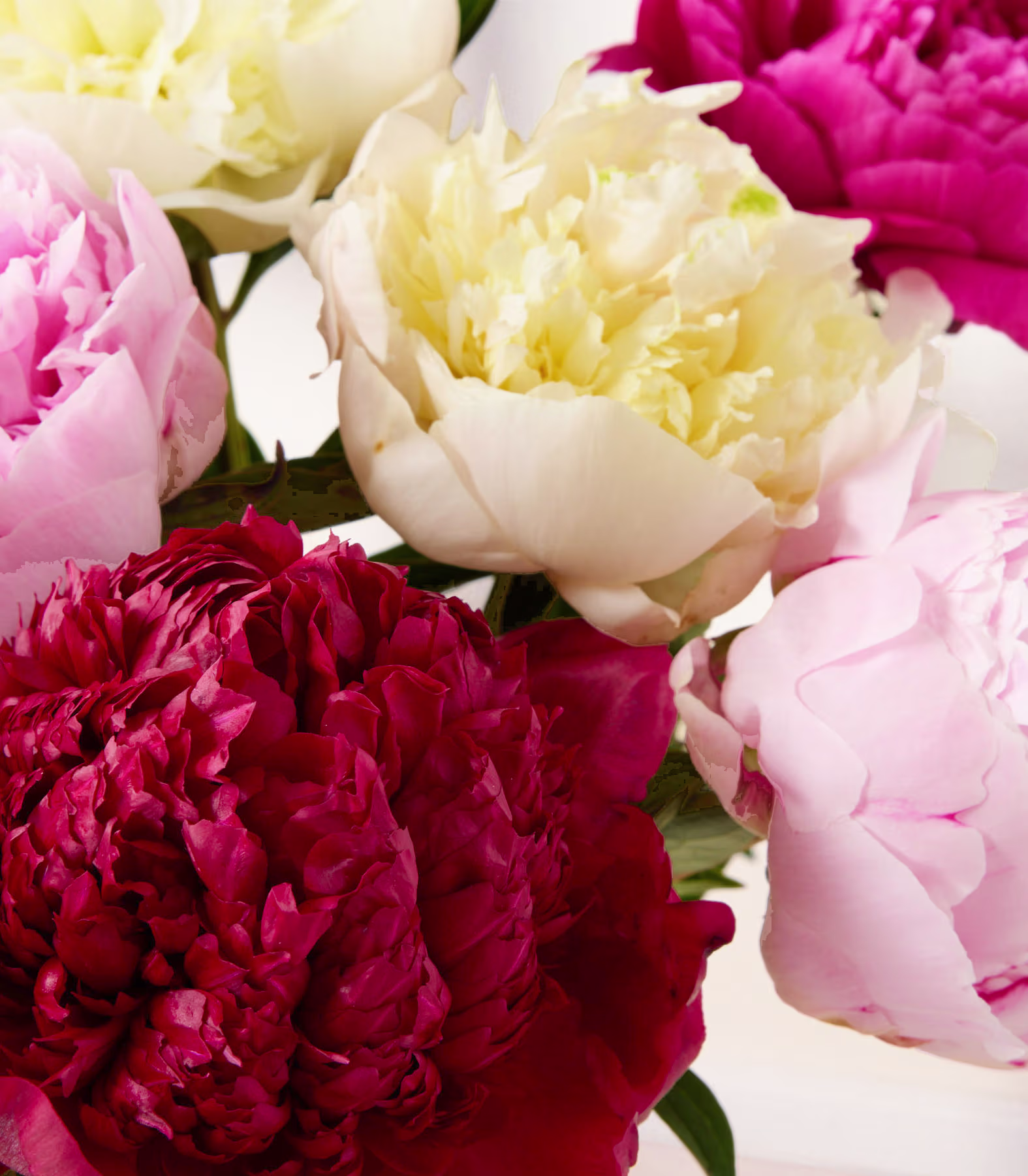Ein leuchtender Strauß rosa und weißer Pfingstrosen in einer Glasvase vor einem hellen Hintergrund. (Beschreibungstext KI-generiert)