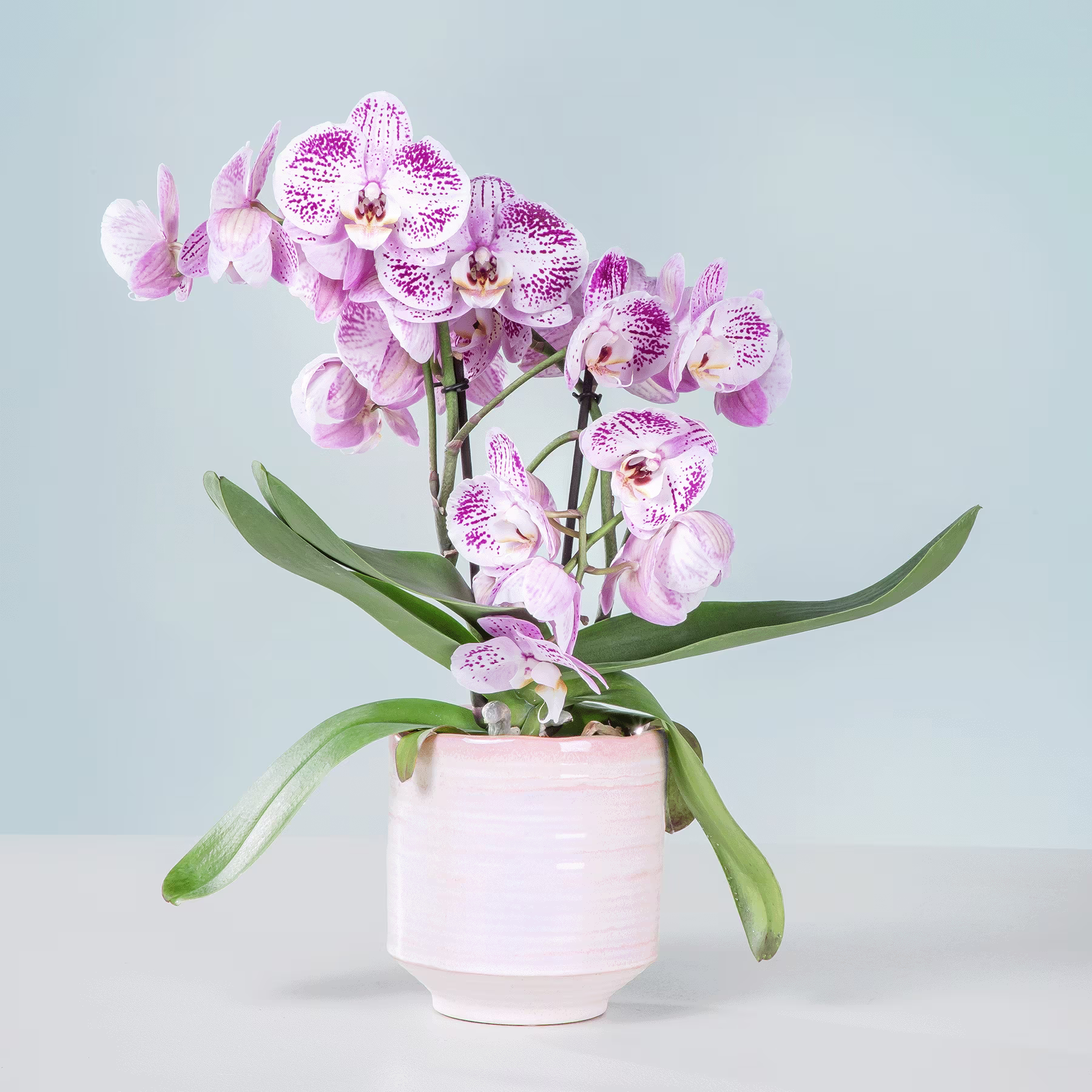 Ein farbenfroher Strauß zartrosa und weißer Orchideen steht in einem einfachen weißen Keramiktopf vor einem sanften blaugrünen Hintergrund. (Beschreibungstext KI-generiert)