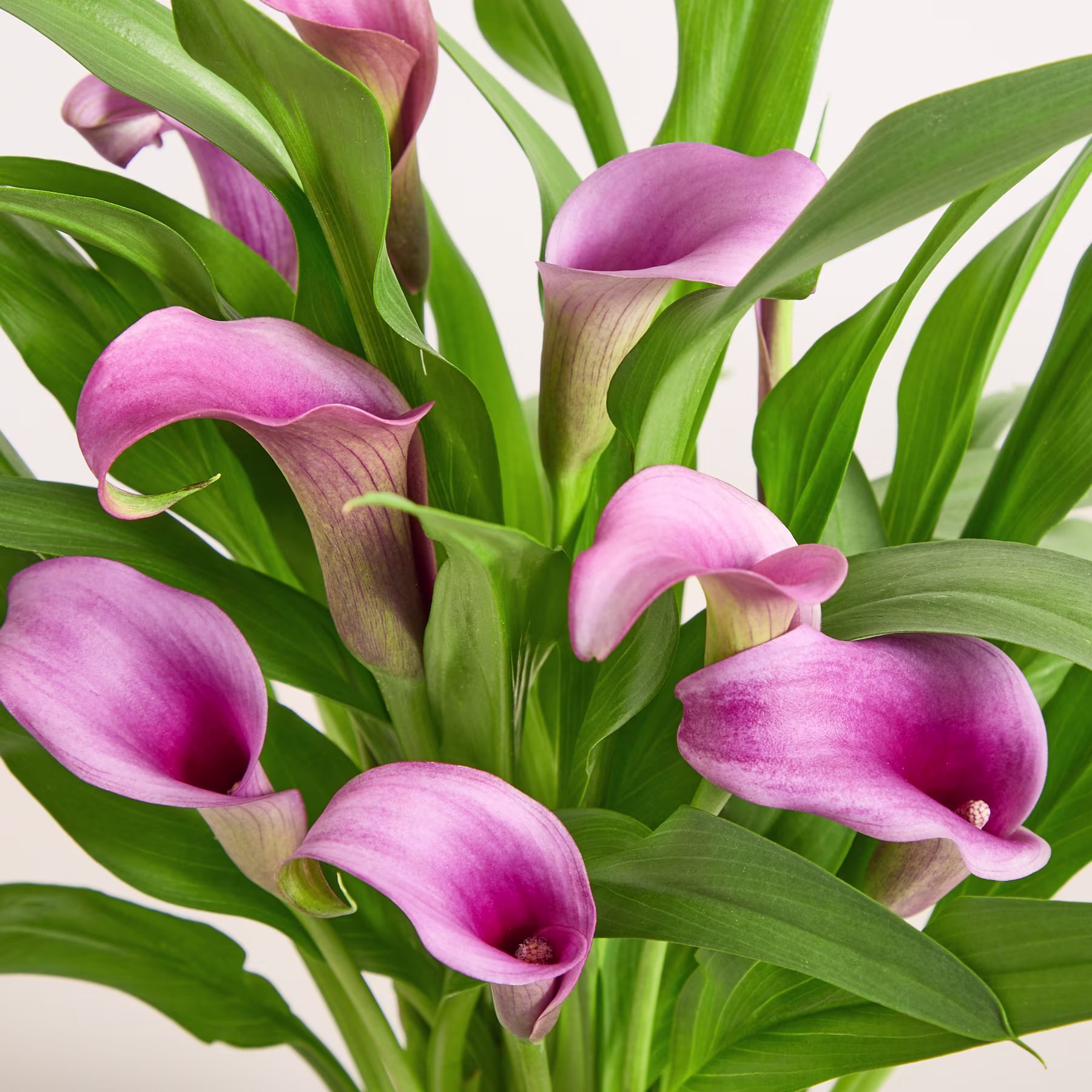 Leuchtend violette Calla-Lilien mit üppigen grünen Blättern stehen vor einem ruhigen blauen Hintergrund. (Beschreibungstext KI-generiert)