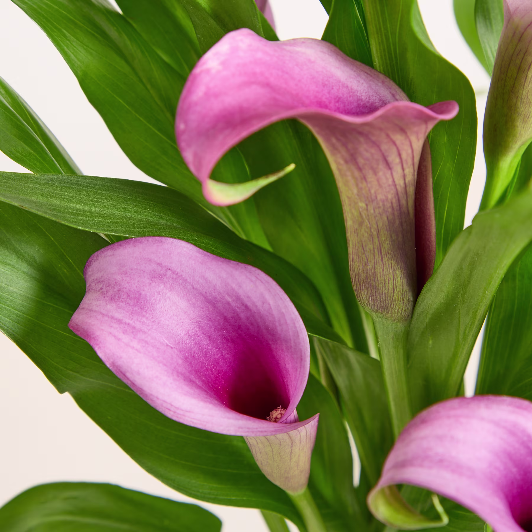 Ein farbenfroher Strauß violetter Calla-Lilien wird in einer einzigartigen Vase mit blasenartigem Design vor einem hellblauen Hintergrund präsentiert. (Beschreibungstext KI-generiert)