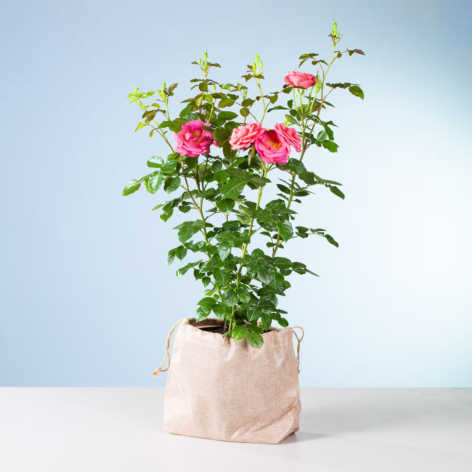 Eine Topfrose mit leuchtend rosa Blüten steht vor einem schlichten blauen Hintergrund. Ihr üppiges grünes Laub und ihre zarten Blüten ergeben eine optisch beeindruckende und heitere Komposition. (Beschreibungstext KI-generiert)