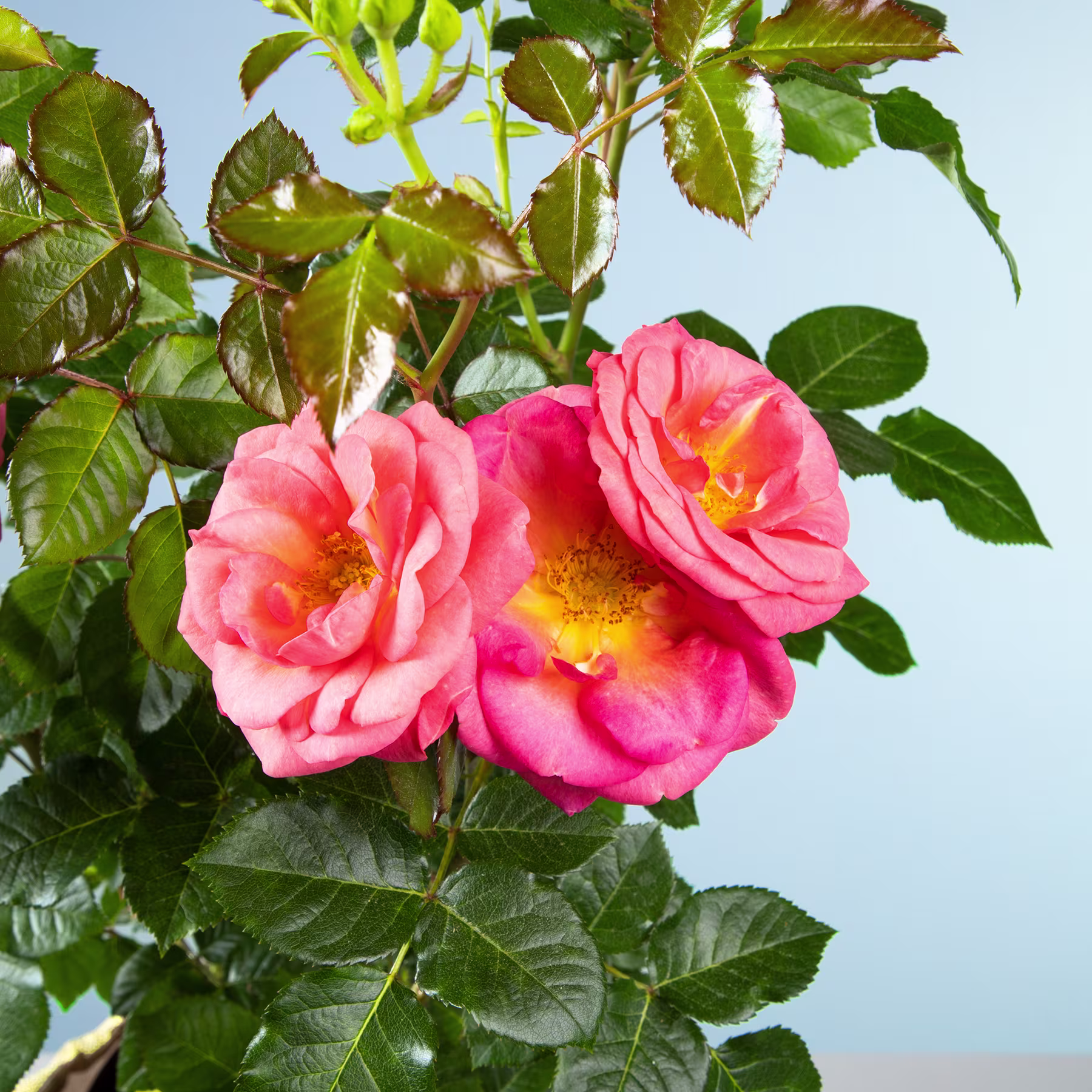 Das Bild zeigt leuchtend rosa Rosen, die inmitten üppiger grüner Blätter vor einem klaren blauen Himmel blühen. (Beschreibungstext KI-generiert)