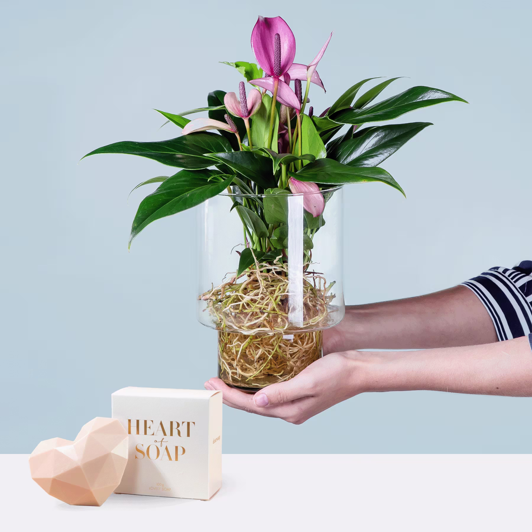 Ein Strauß rosa Anthurienblüten in einer Glasvase, gehalten von einer Person, steht auf einem Tisch vor einem hellblauen Hintergrund. Daneben steht eine herzförmige Seife aus Holz. (Beschreibungstext KI-generiert)