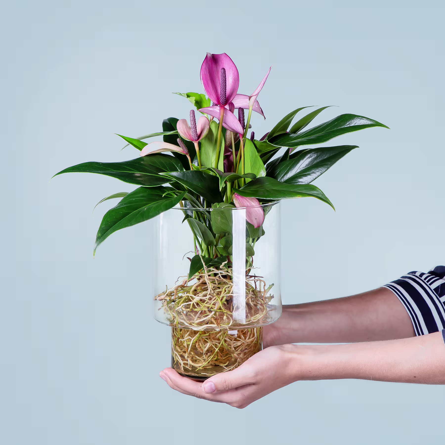 Ein Strauß leuchtend rosa Anthurienblüten in einer Glasvase, die eine Person vor einem schlichten blauen Hintergrund in den Händen hält. (Beschreibungstext KI-generiert)
