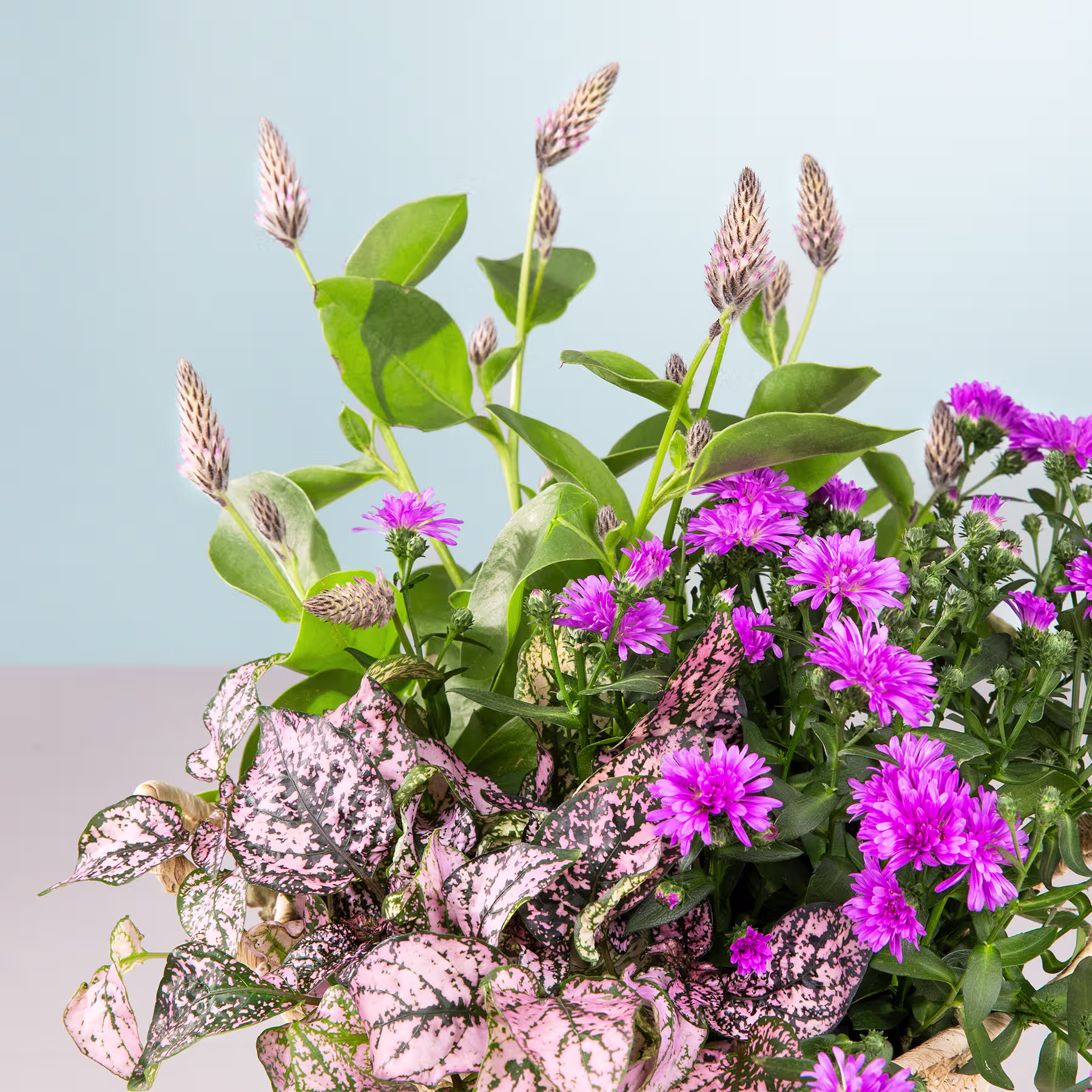 Ein lebendiger Strauß rosa Chrysanthemenblüten, umgeben von üppigem grünem Laub vor einem schlichten hellblauen Hintergrund. (Beschreibungstext KI-generiert)
