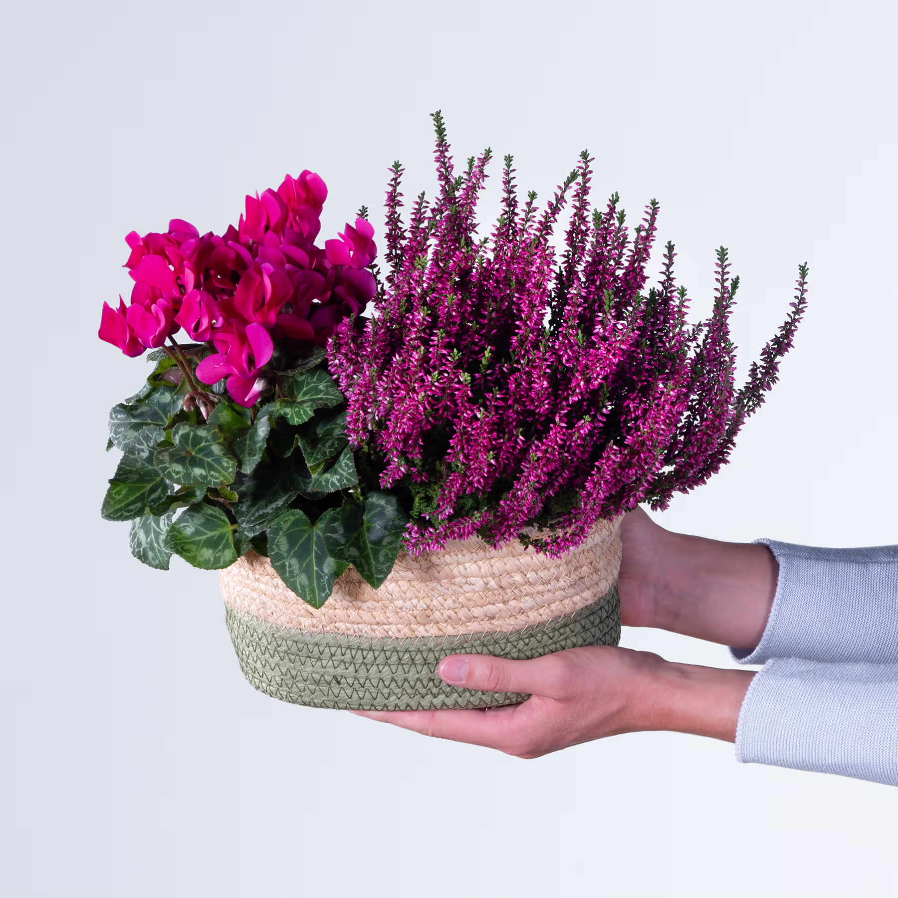 Ein geflochtener Korb gefüllt mit leuchtend rosa Bougainvillea- und violetten Heideblüten, den eine Person vor einem schlichten Hintergrund in den Händen hält. (Beschreibungstext KI-generiert)