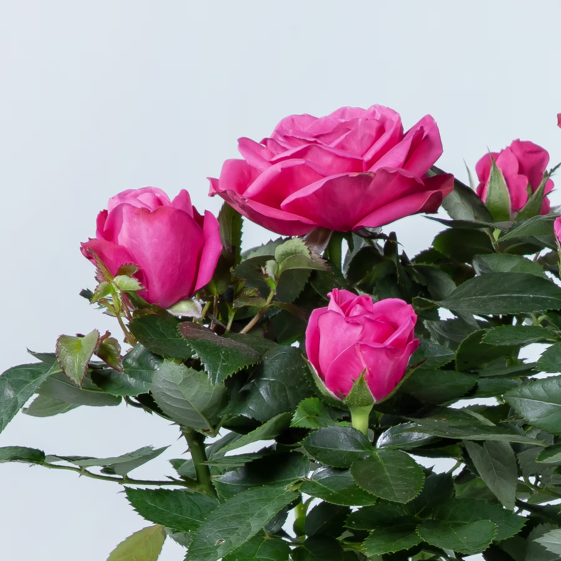 Leuchtend rosa Rosen mit üppigem grünem Laub heben sich von einem hellblauen Hintergrund ab. (Beschreibungstext KI-generiert)