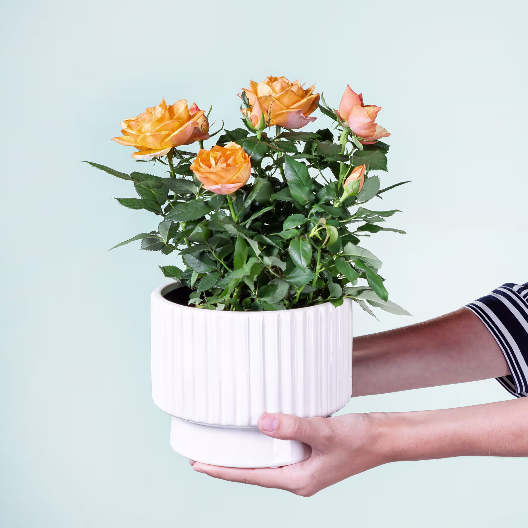 Ein Strauß leuchtend orangefarbener Rosen steht in einem weißen Keramiktopf vor einem hellblauen Hintergrund. (Beschreibungstext KI-generiert)