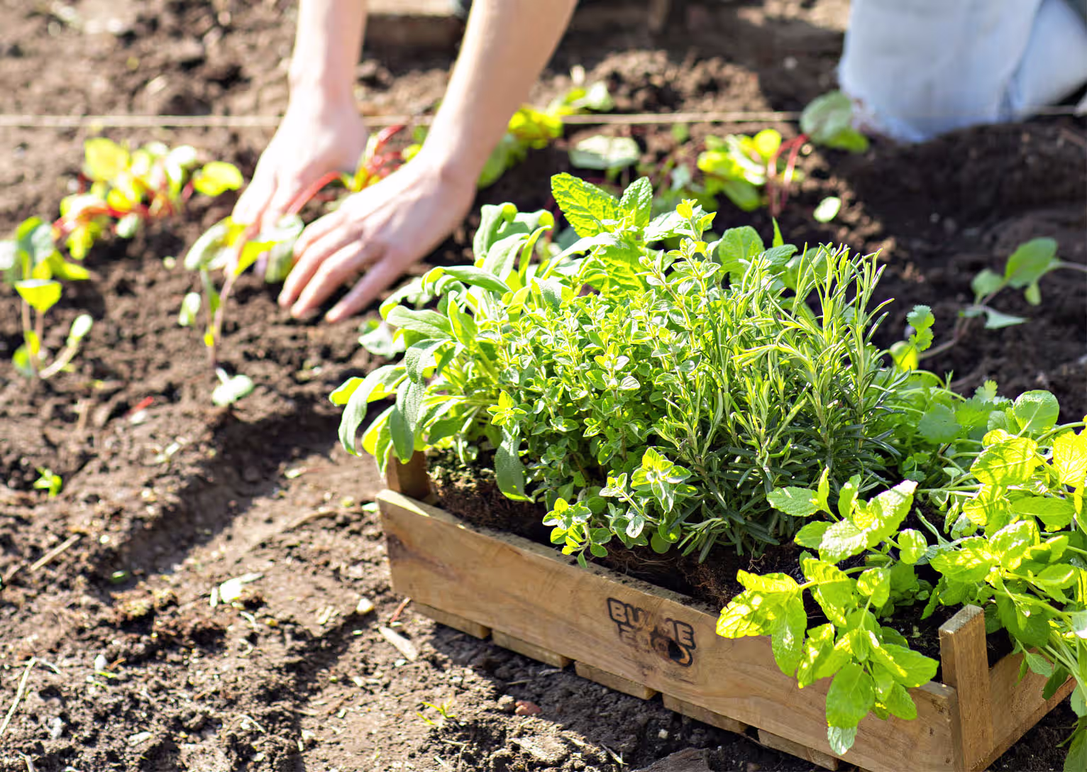 In einem Gartenbeet steht eine Holzkiste voller üppiger, grüner Blattpflanzen. Im Vordergrund sind die Hände einer Person zu sehen, die sich um die Pflanzen kümmert. (Beschreibungstext KI-generiert)
