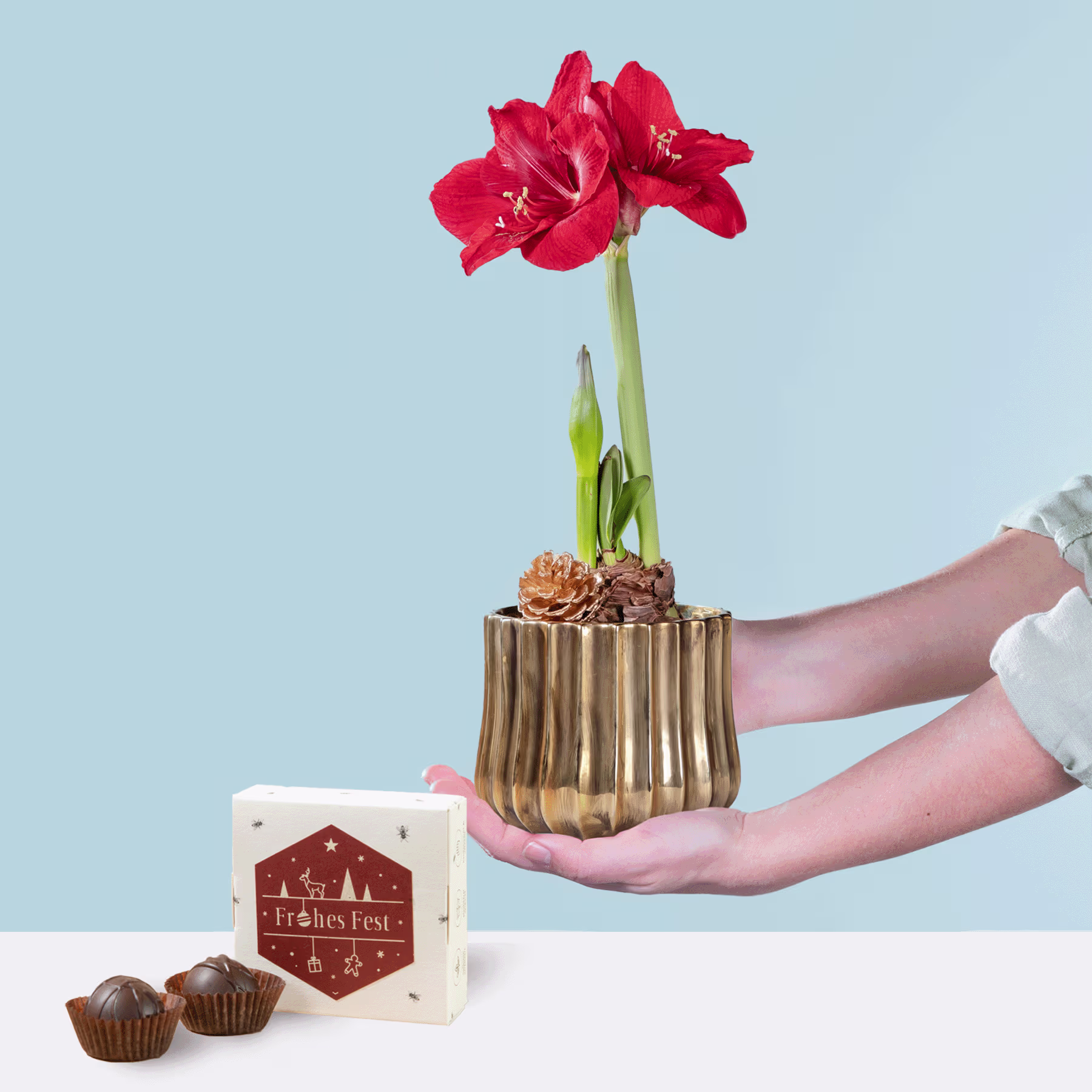 Eine leuchtend rote Amaryllisblüte in einer goldenen Vase wird vor einer weißen Schachtel mit dem Text „Fresh Treats“ auf hellblauem Hintergrund gehalten. (Beschreibungstext KI-generiert)