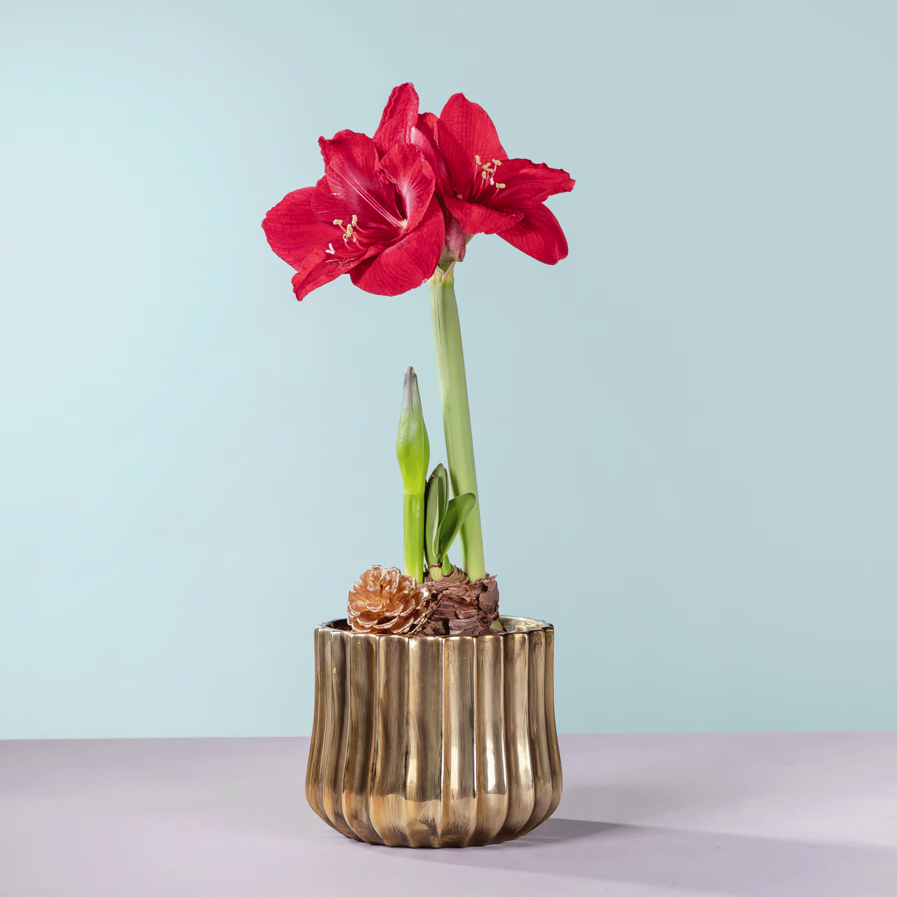 Eine leuchtend rote Amaryllisblüte blüht in einer goldenen, gerippten Vase vor einem hellblauen Hintergrund. (Beschreibungstext KI-generiert)