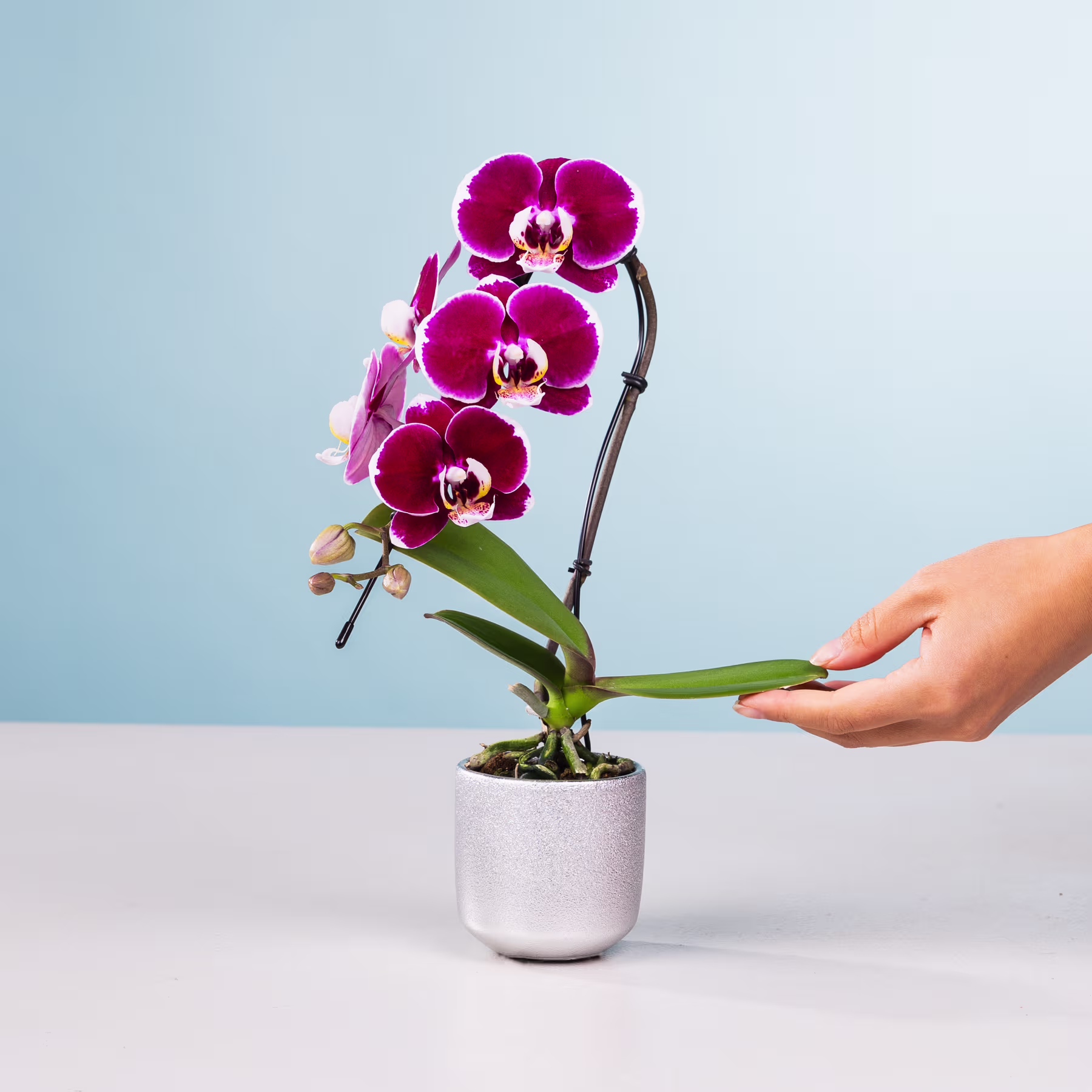 Eine leuchtend rosa Orchideenpflanze in einem weißen Keramiktopf steht auf einem Tisch vor einem hellblauen Hintergrund, eine Hand hält die Pflanze sanft. (Beschreibungstext KI-generiert)