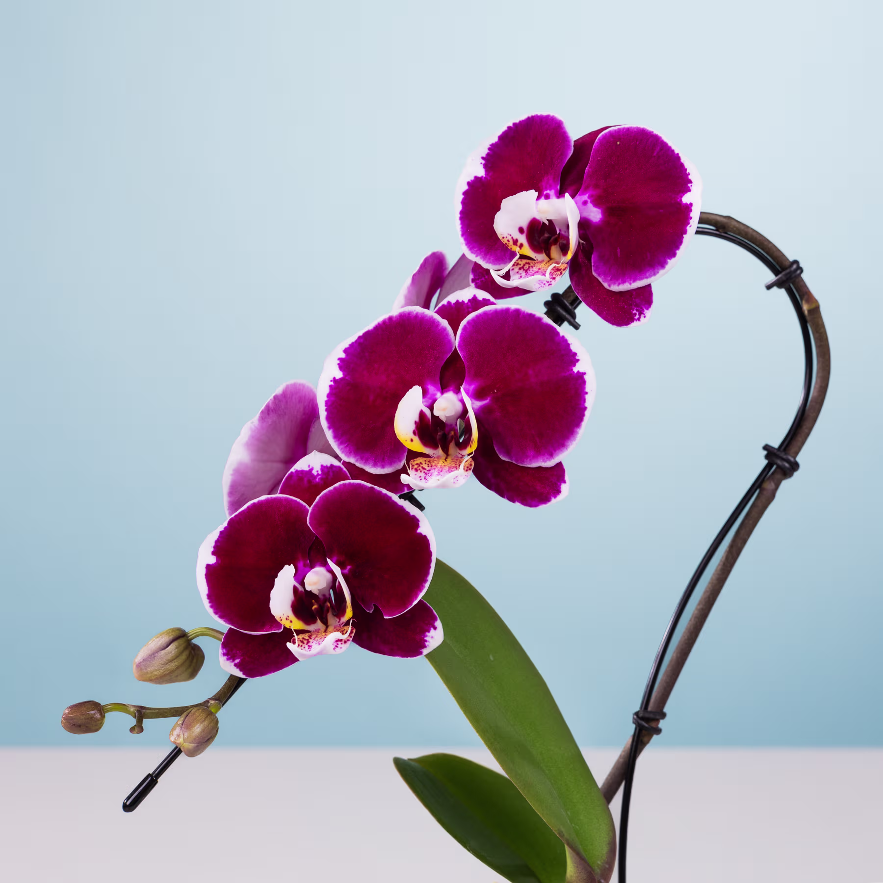 Eine leuchtende Ansammlung tiefvioletter Orchideenblüten hebt sich von einem sanften blaugrauen Hintergrund ab, wobei ihre zarten Blütenblätter und Blütenmitten einen auffälligen visuellen Kontrast erzeugen. (Beschreibungstext KI-generiert)