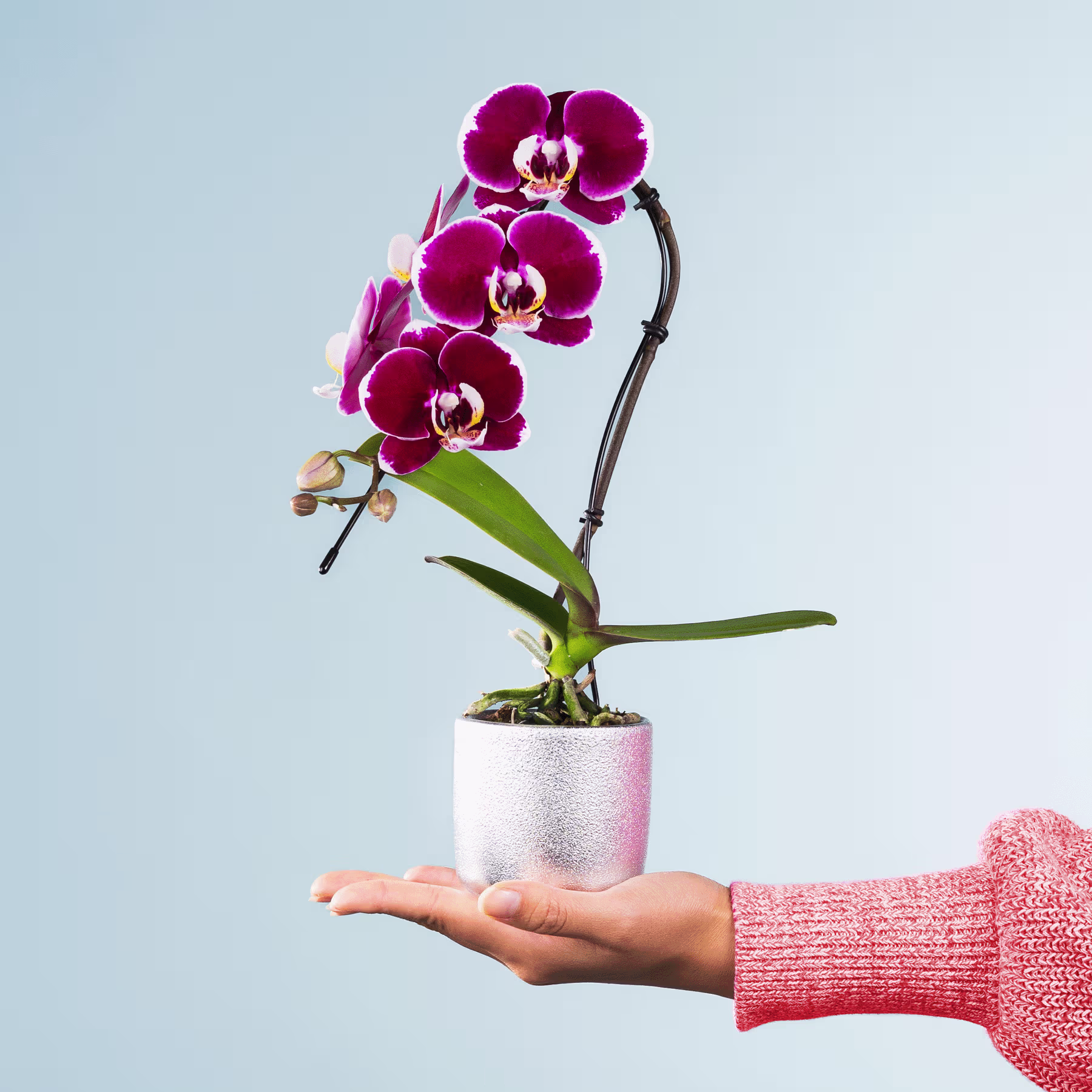 Eine Person hält vor einem hellblauen Hintergrund eine leuchtend violette Orchidee in der Hand. (Beschreibungstext KI-generiert)