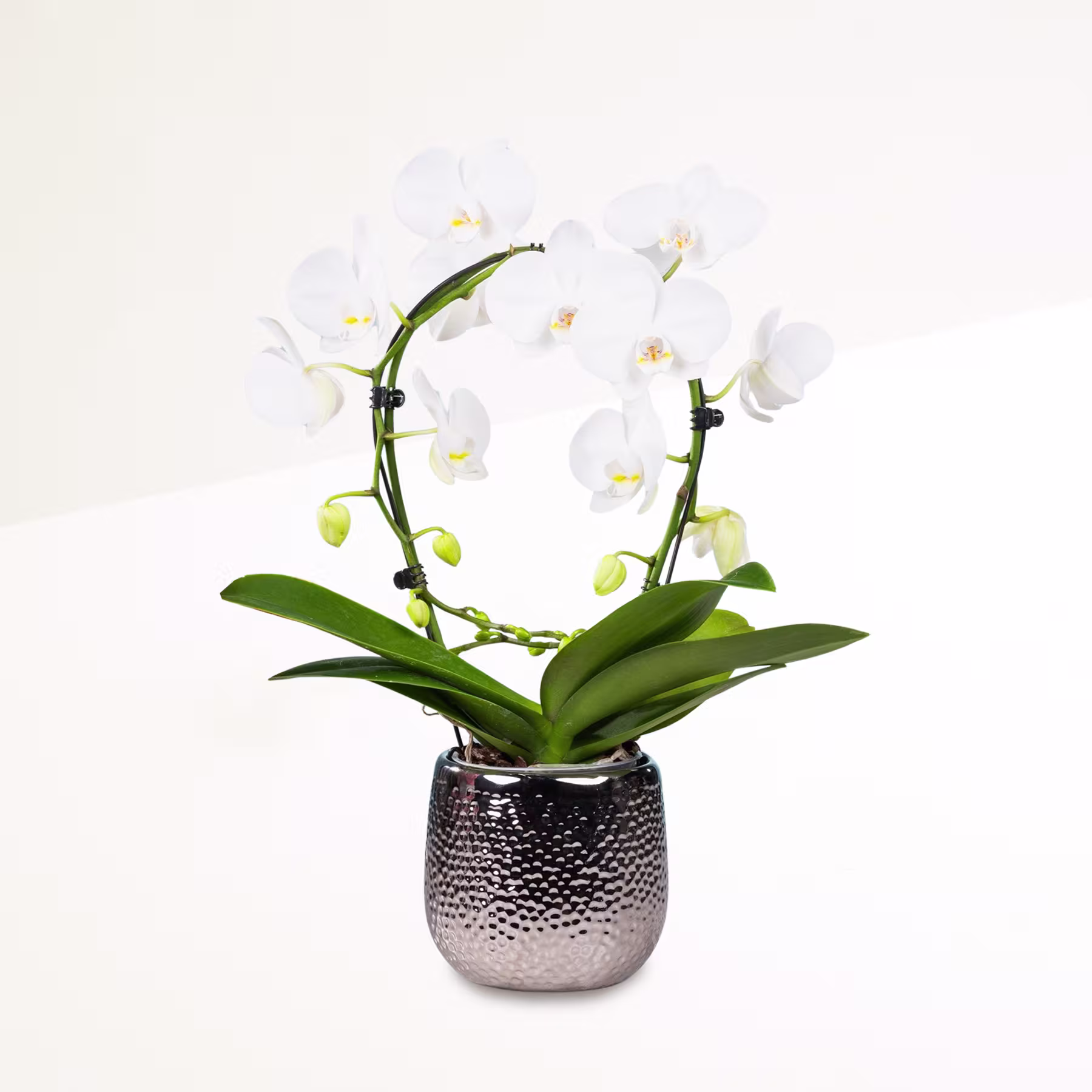 Eine Orchideenpflanze im Topf mit zarten weißen Blüten und grünen Blättern steht auf einem schlichten weißen Hintergrund. (Beschreibungstext KI-generiert)