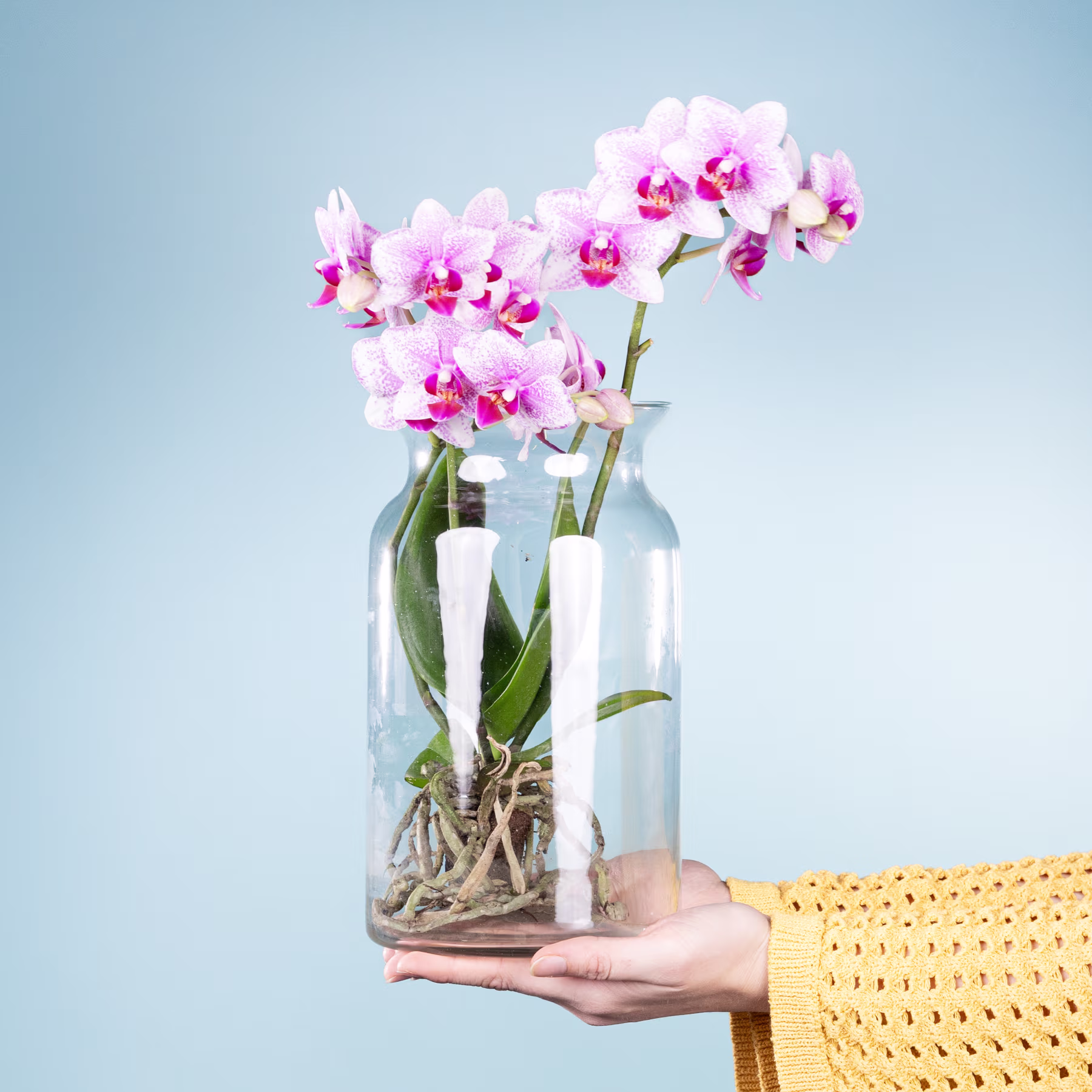 Ein Strauß leuchtend rosa Orchideen in Glasvasen, die eine Person vor einem ruhigen blauen Hintergrund in den Händen hält. (Beschreibungstext KI-generiert)