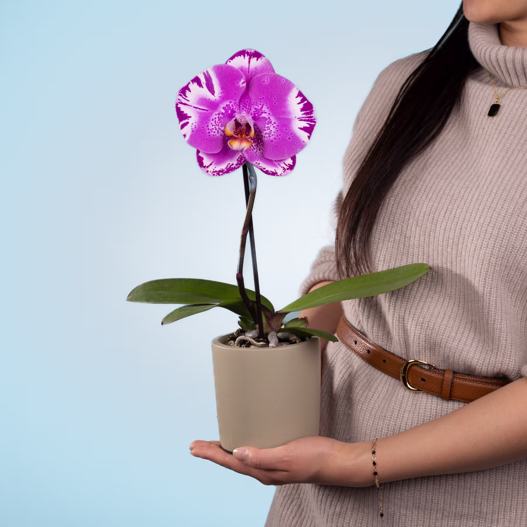 Eine leuchtend rosa Orchideenblüte in einem Topf wird in den Händen einer Person gehalten, die einen beigen Pullover vor einem schlichten blauen Hintergrund trägt. (Beschreibungstext KI-generiert)